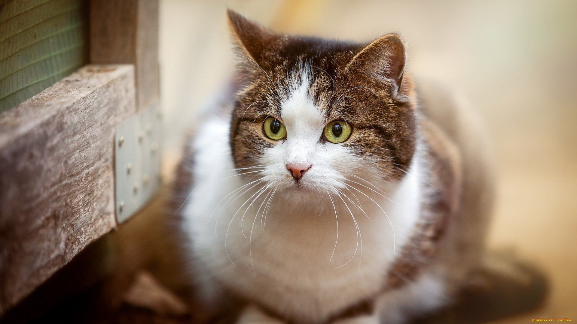 животные, коты, взгляд, фон, кошка