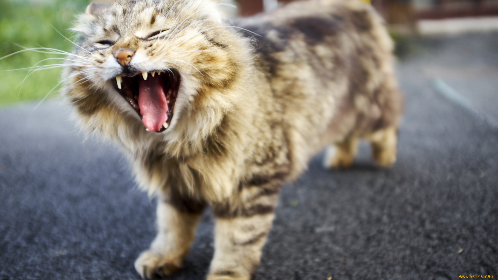 животные, коты, зевает, фон, кот