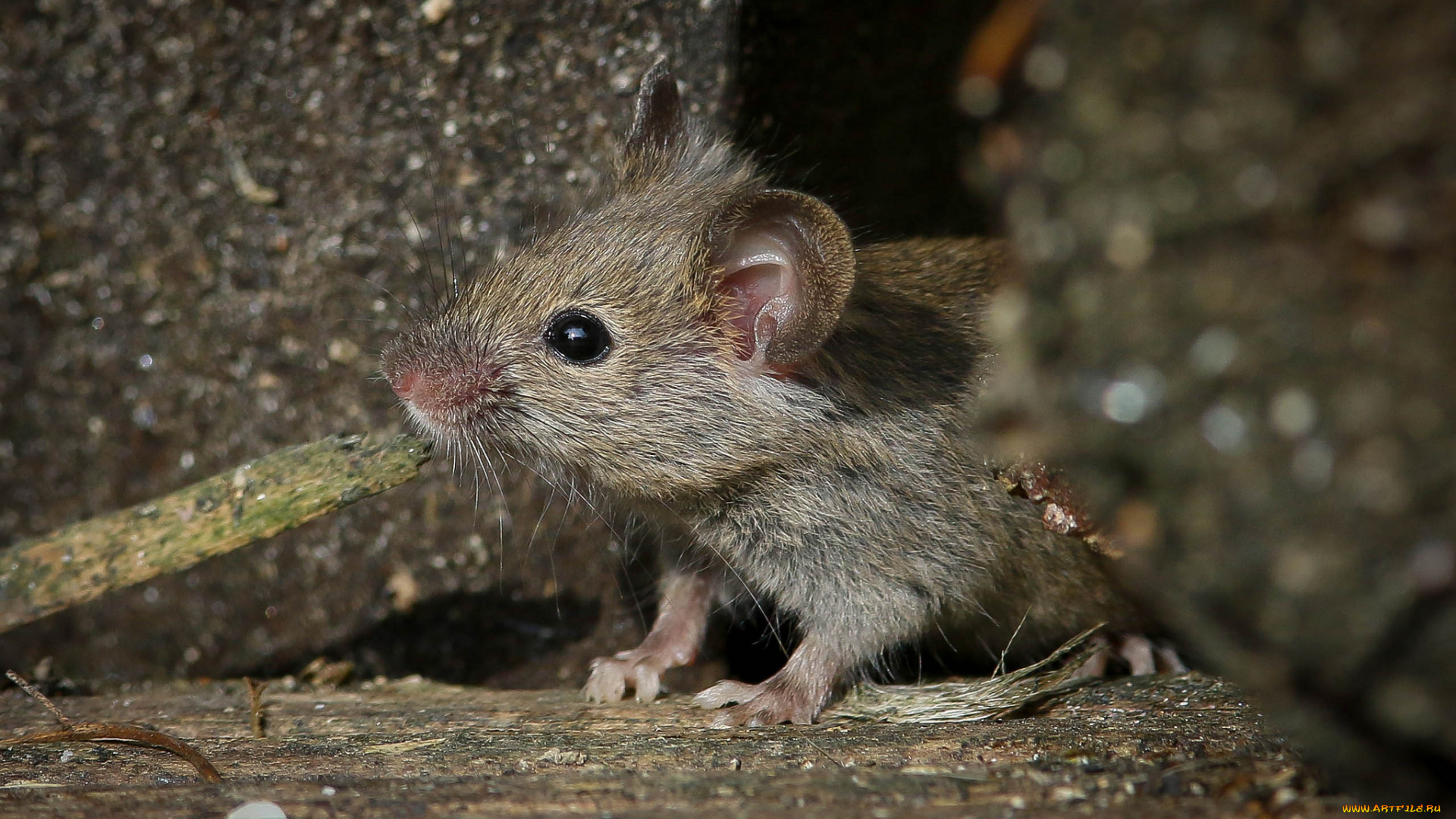 животные, крысы, , мыши, усики, смотрит, норка, мышь