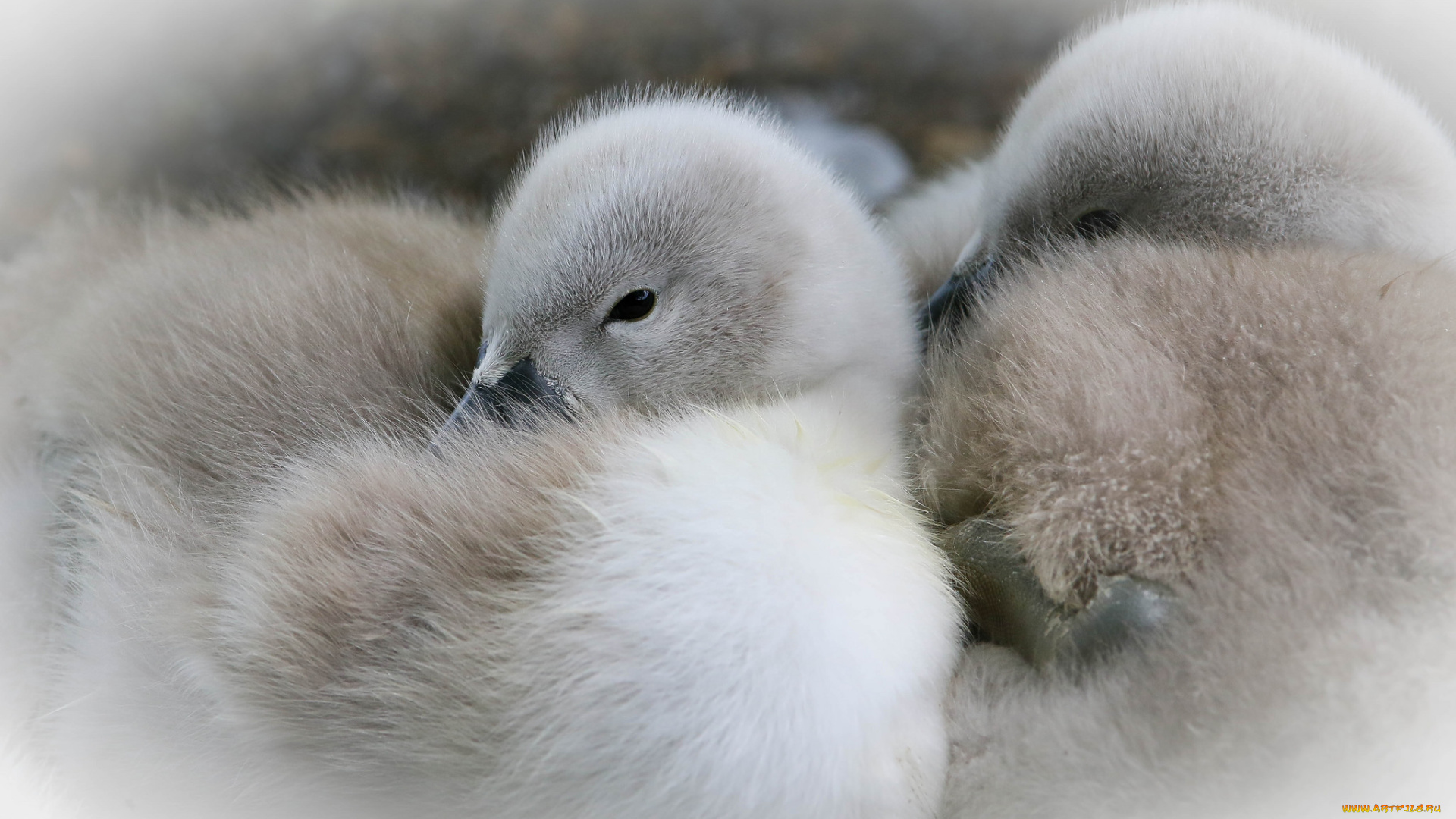 животные, лебеди, птица, перья, окрас, лебедь