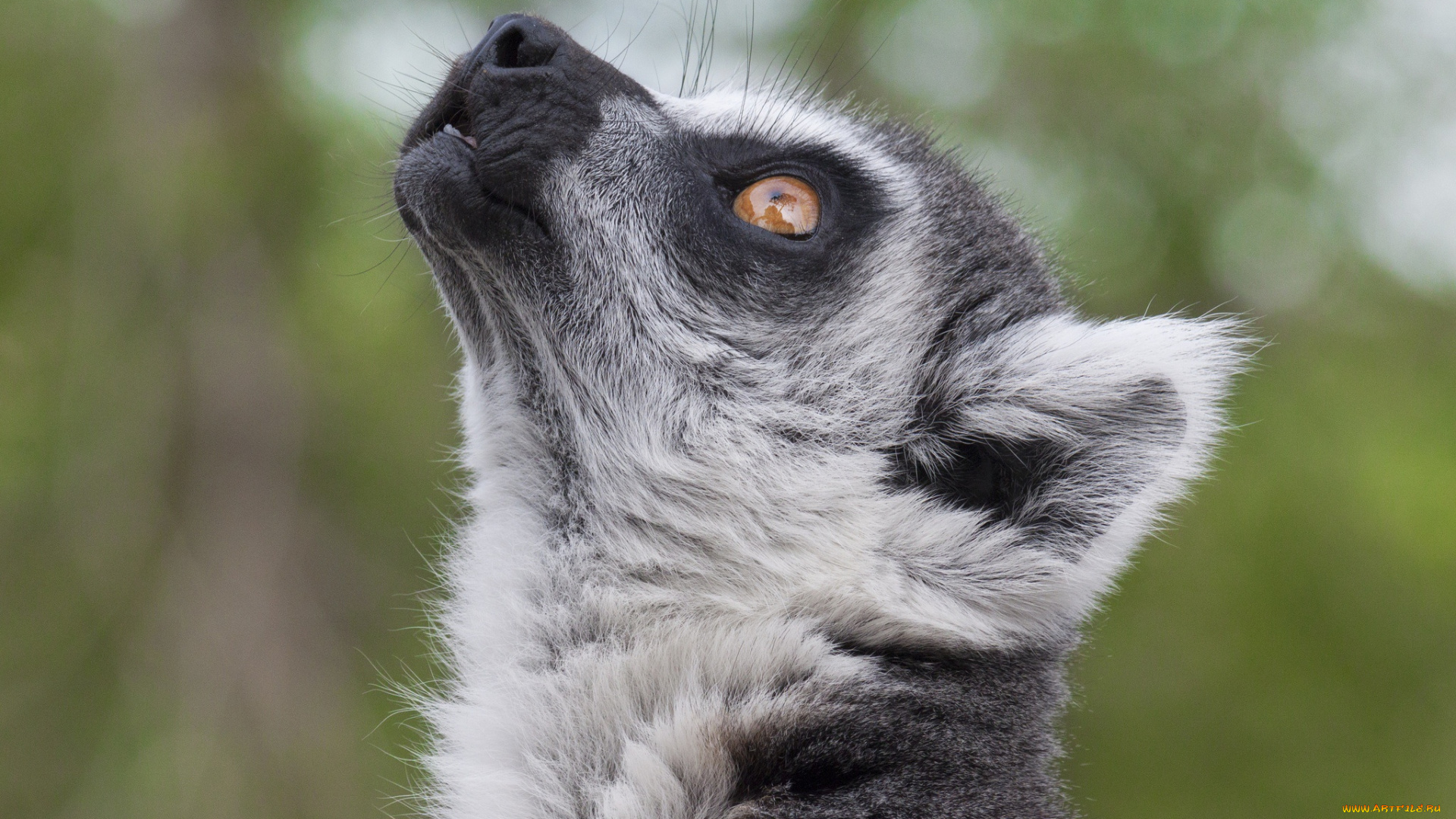 животные, лемуры, боке, лемур, мордочка