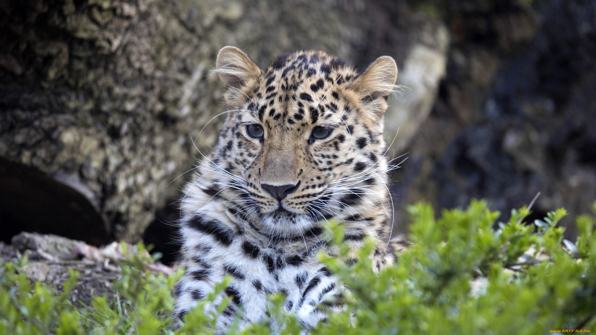 животные, леопарды, морда, леопард, большая, кошка