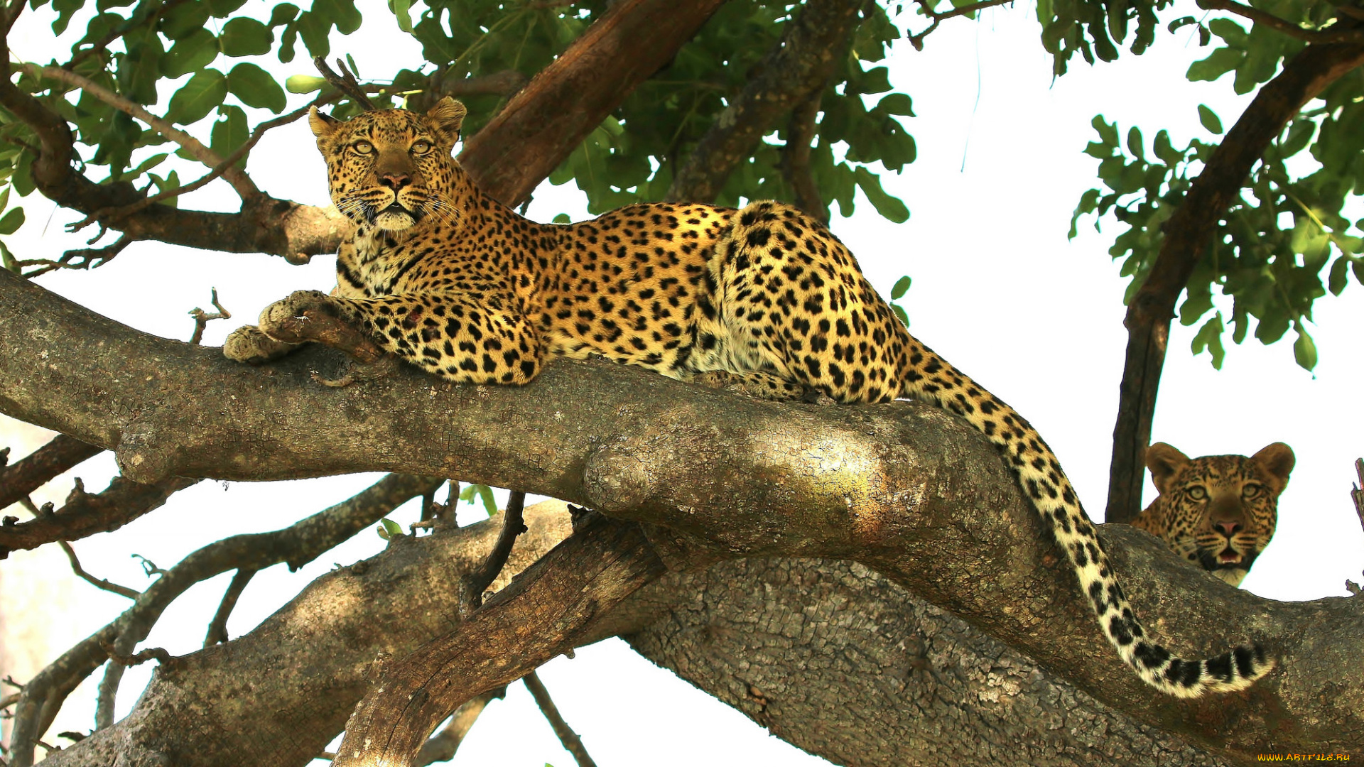 животные, леопарды, животное, дерево, отдых, лапа