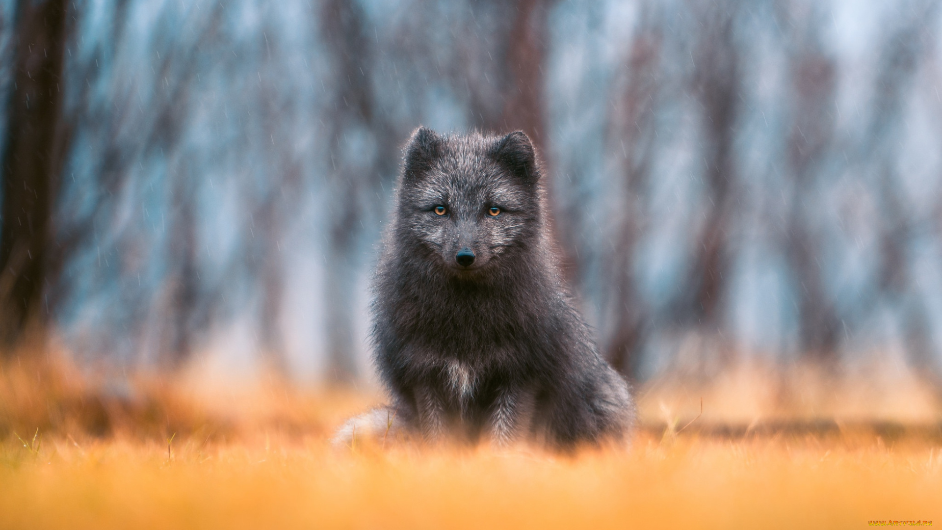 животные, лисы, лиса, взгляд, дождь, чернобурая, лисица, боке