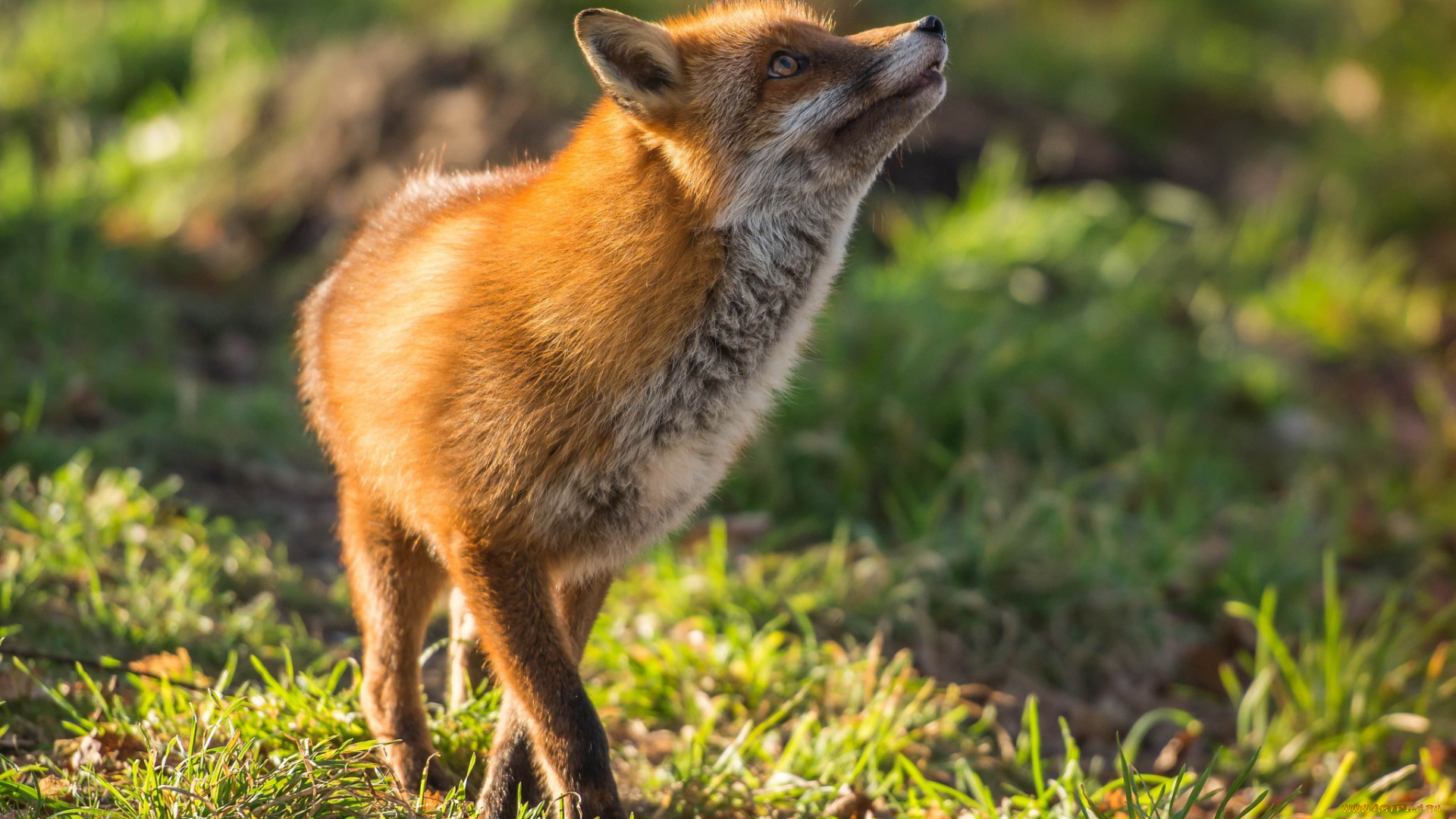 животные, лисы, плутовка, red, fox, рыжая, лиса