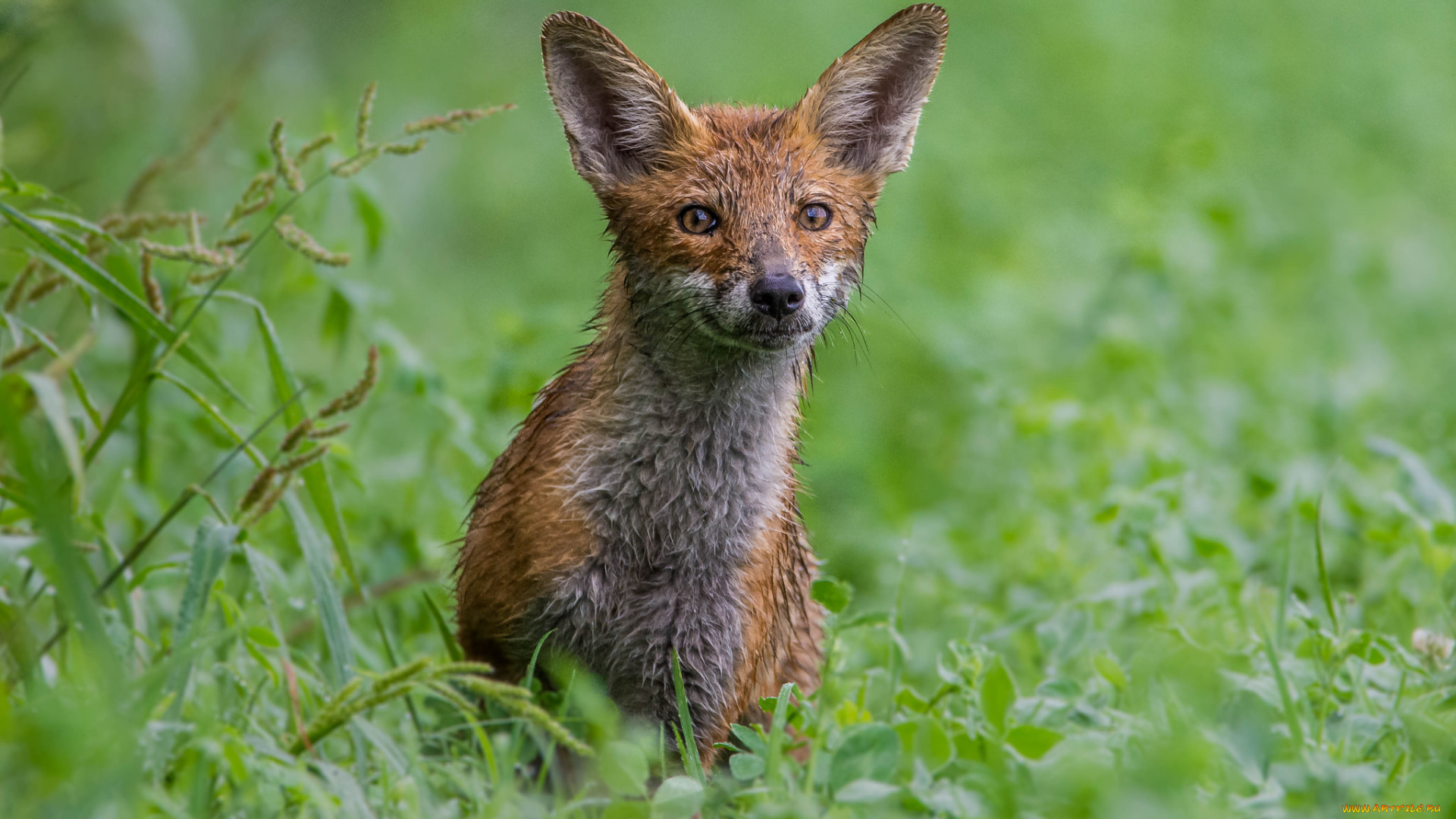 животные, лисы, животное, шкура, опасна, окрас, лиса