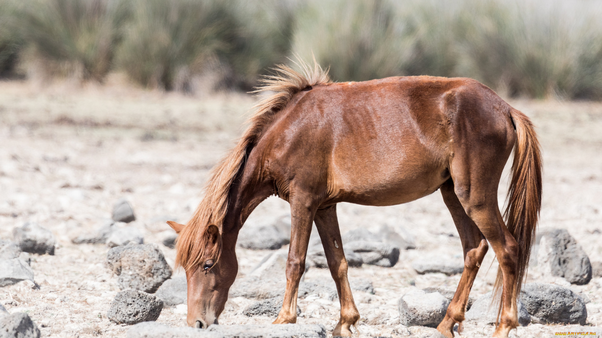 животные, лошади, лошадь, хвост, грива, окрас