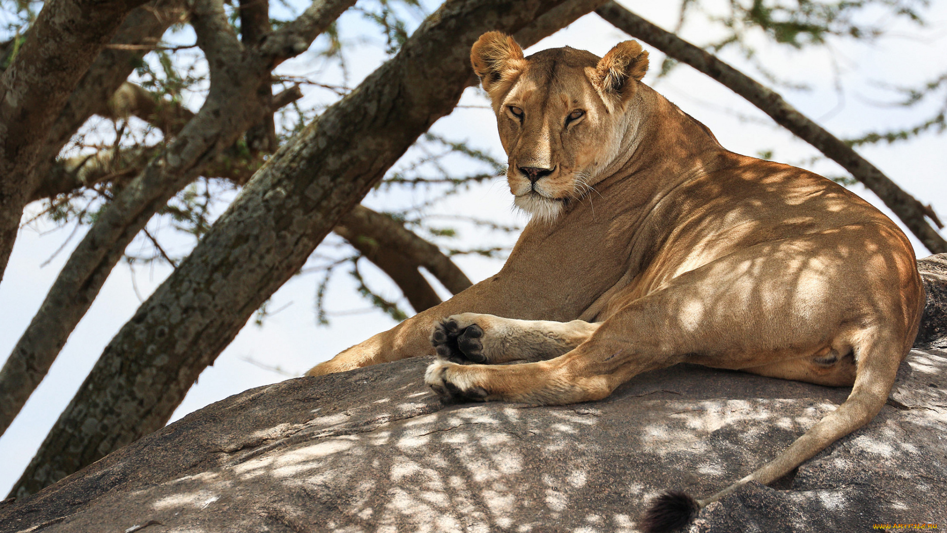животные, львы, львица, ветки, сон, отдых