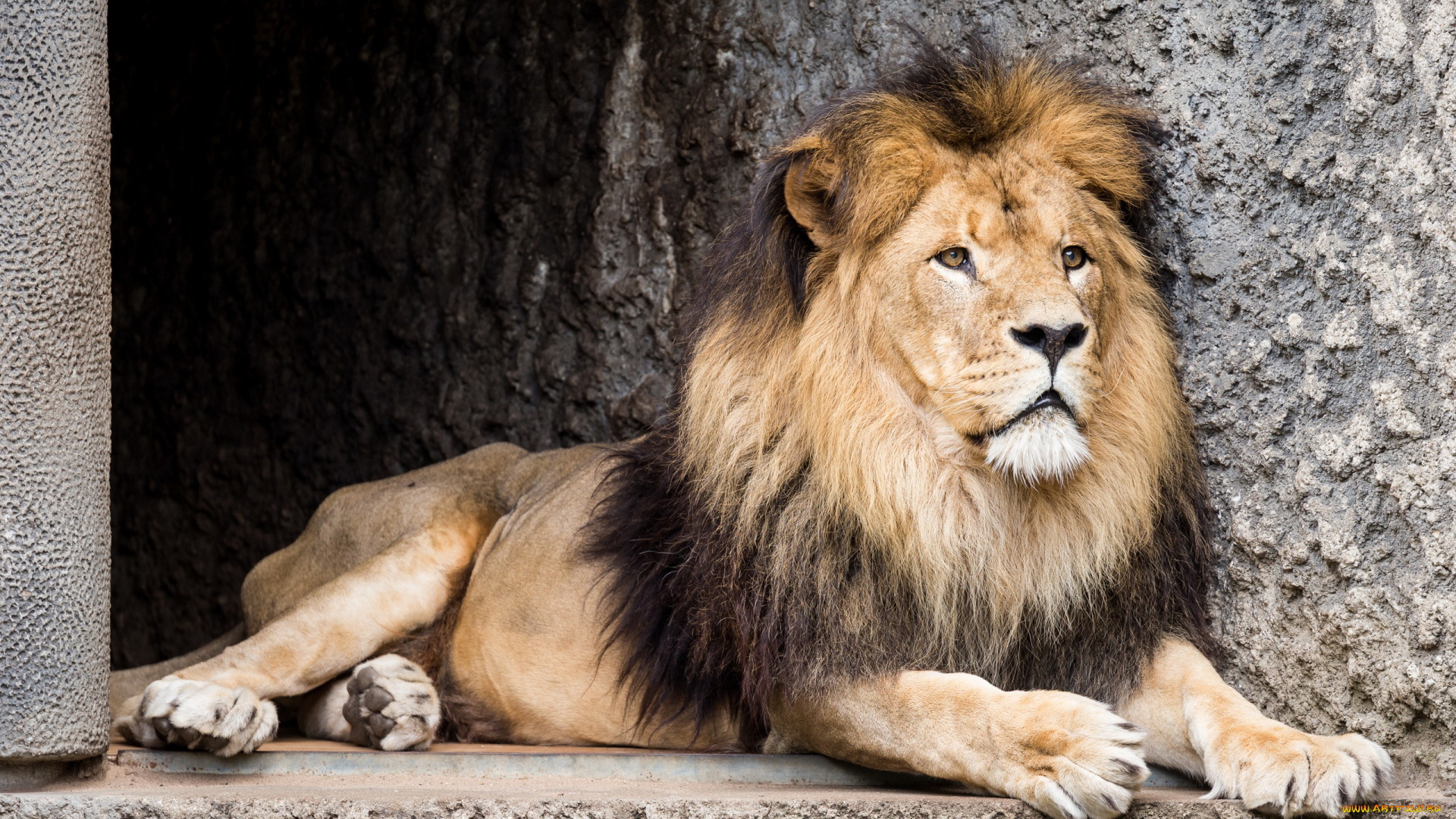 животные, львы, зоопарк, зверь, лев