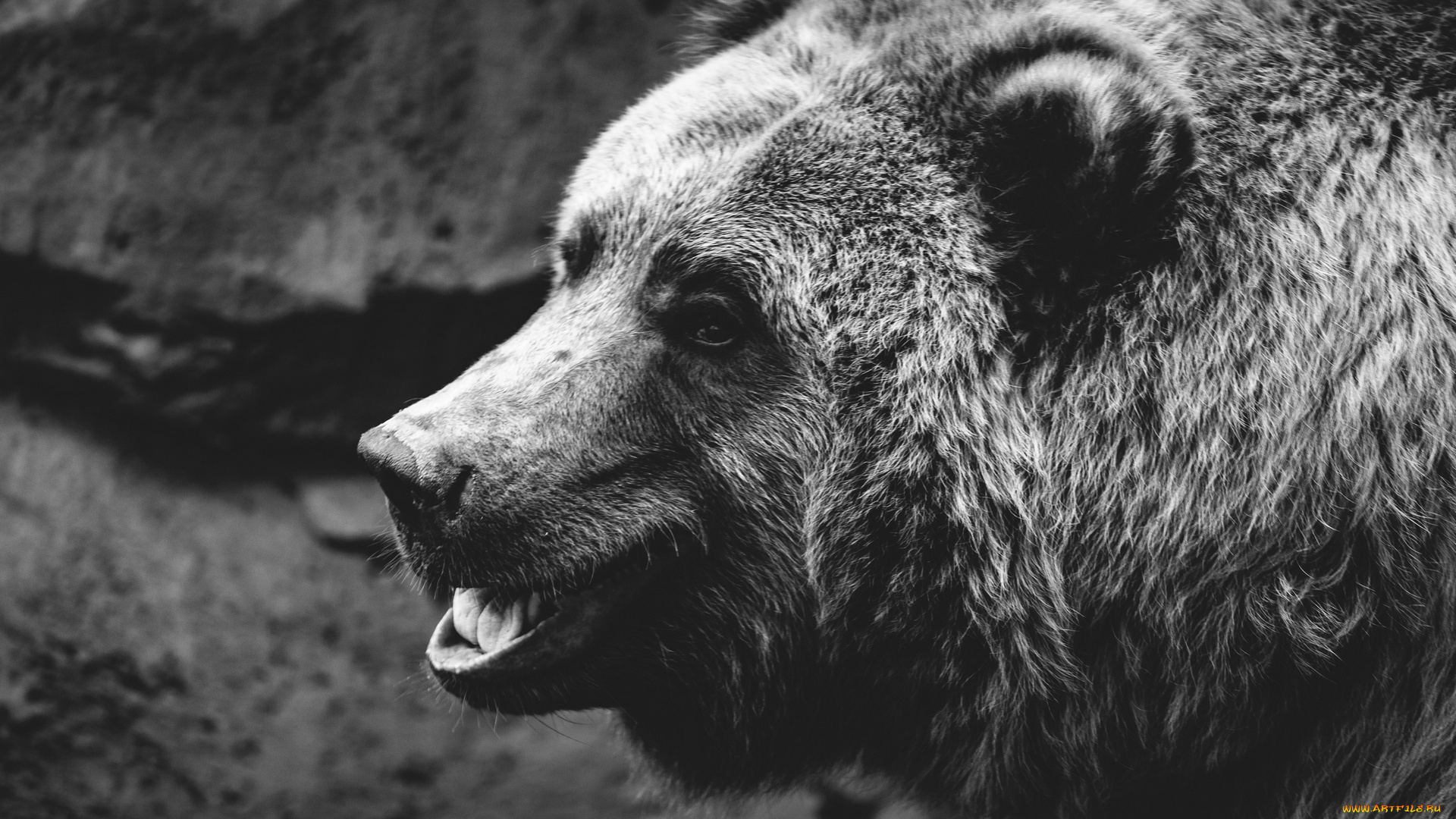животные, медведи, черно-белое