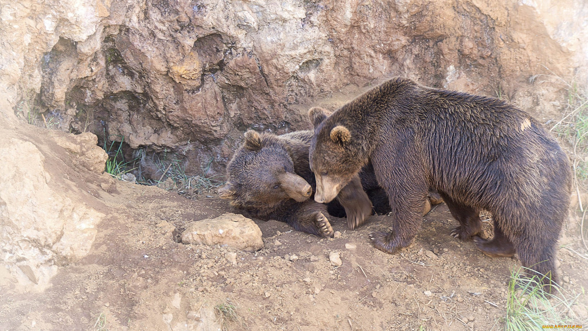 животные, медведи, хищники, пара