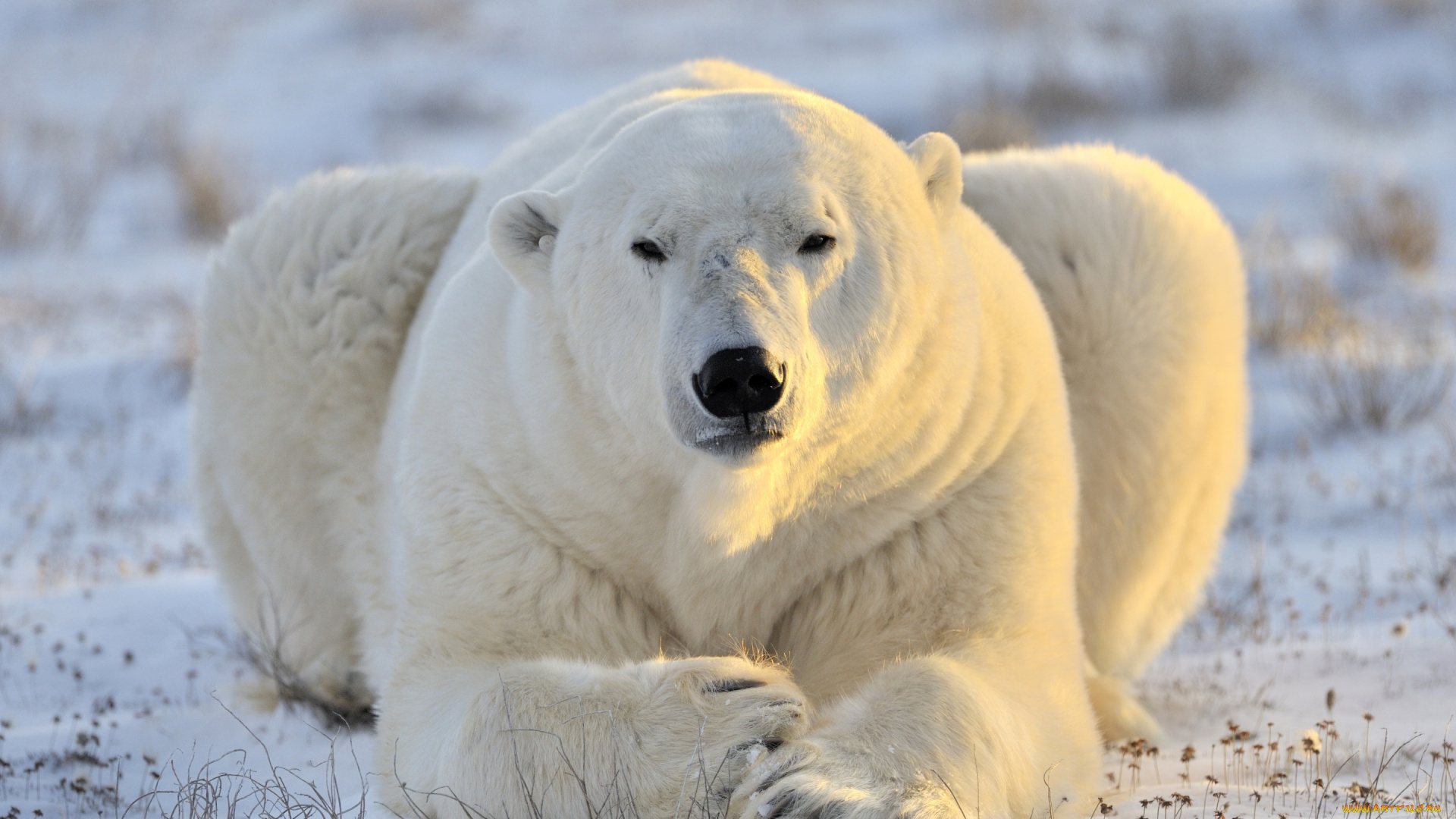 животные, медведи, морда, хищник, белый, медведь, полярный