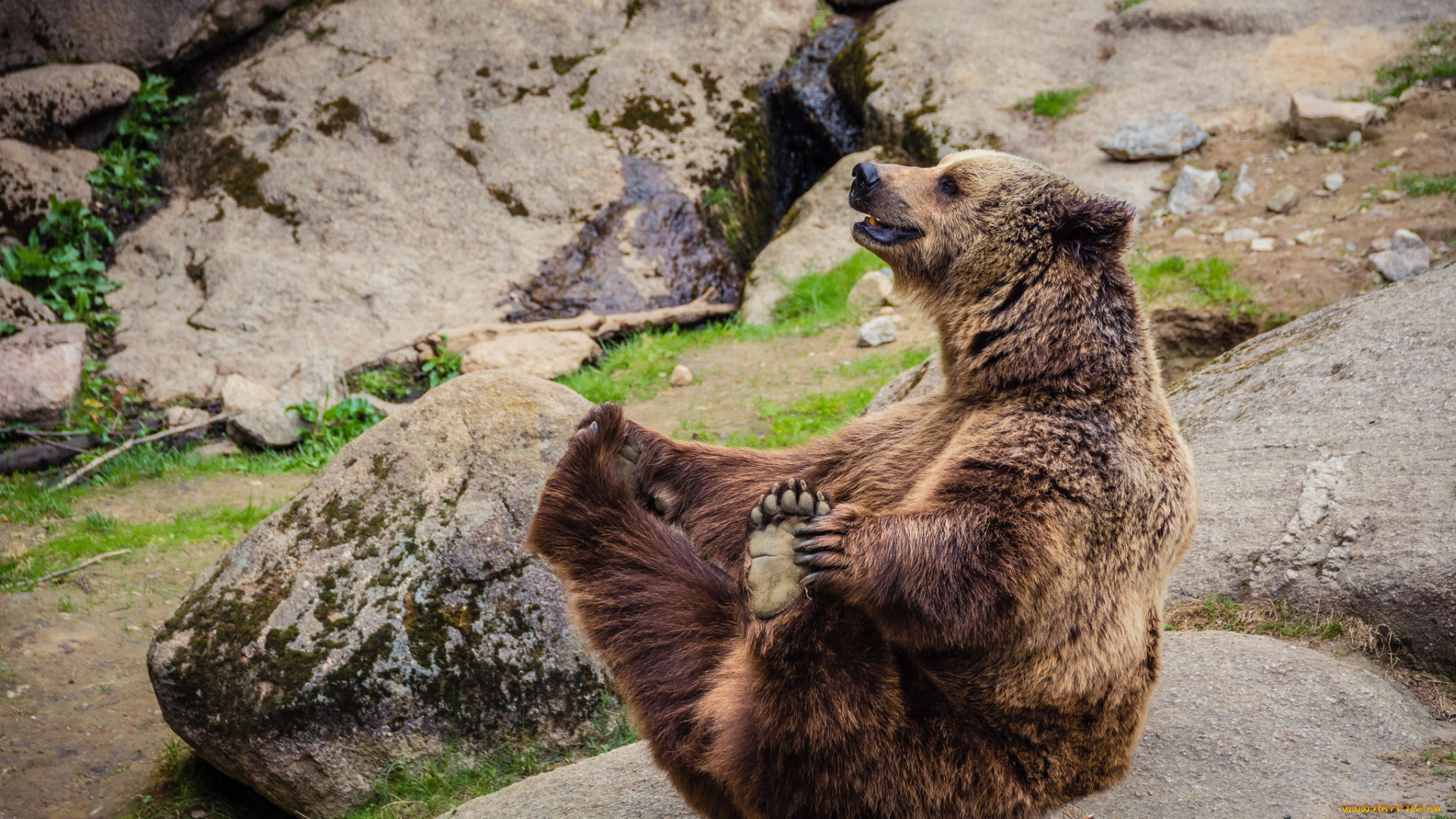 животные, медведи, поза, камни, медведь, зоопарк