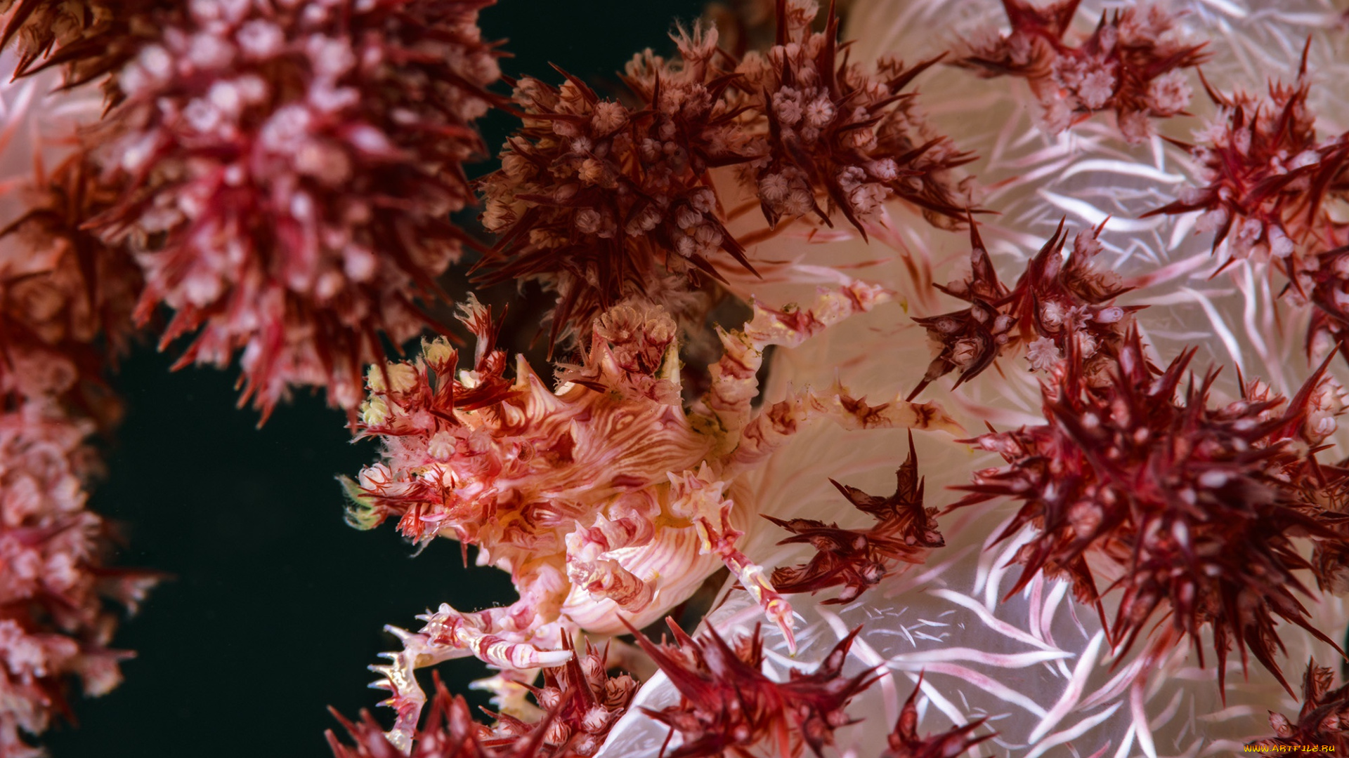 животные, морская, фауна, море, подводный, мир, коралловый, краб