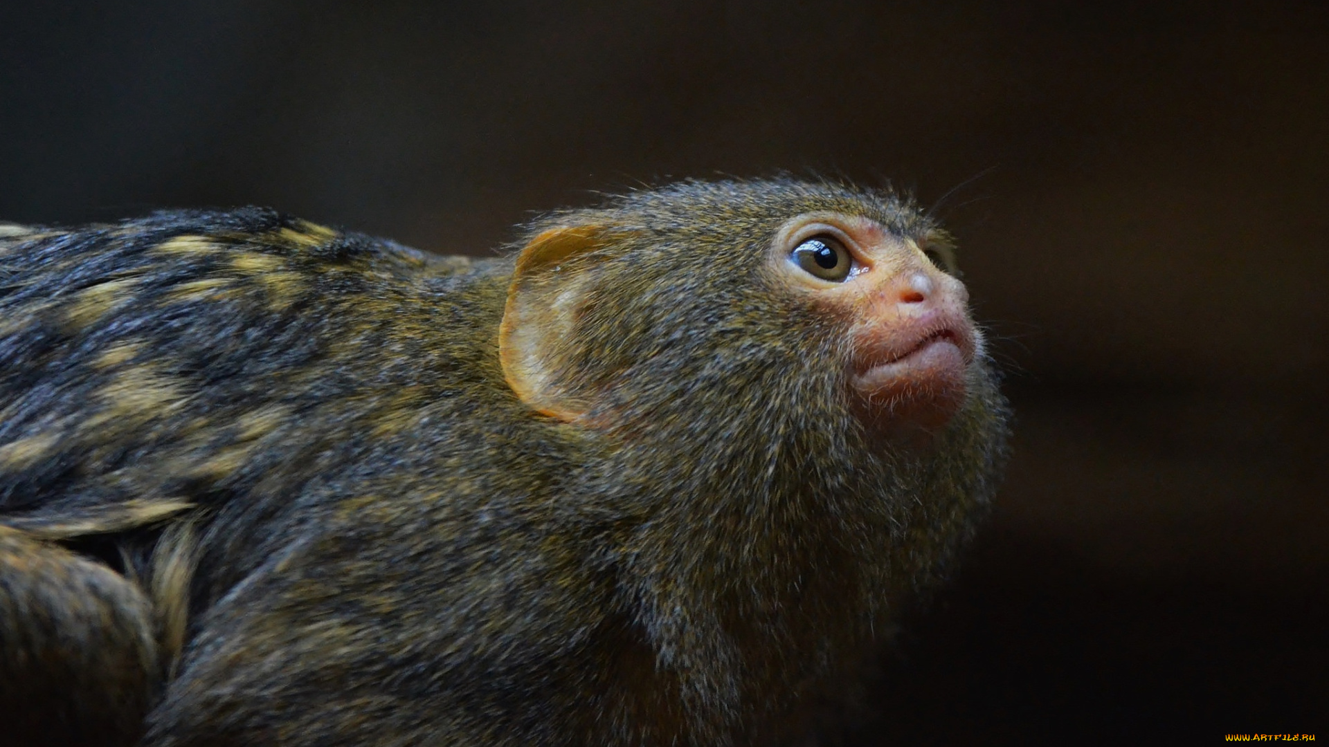 животные, обезьяны, мордочка, взгляд, мартышка, обезьяна