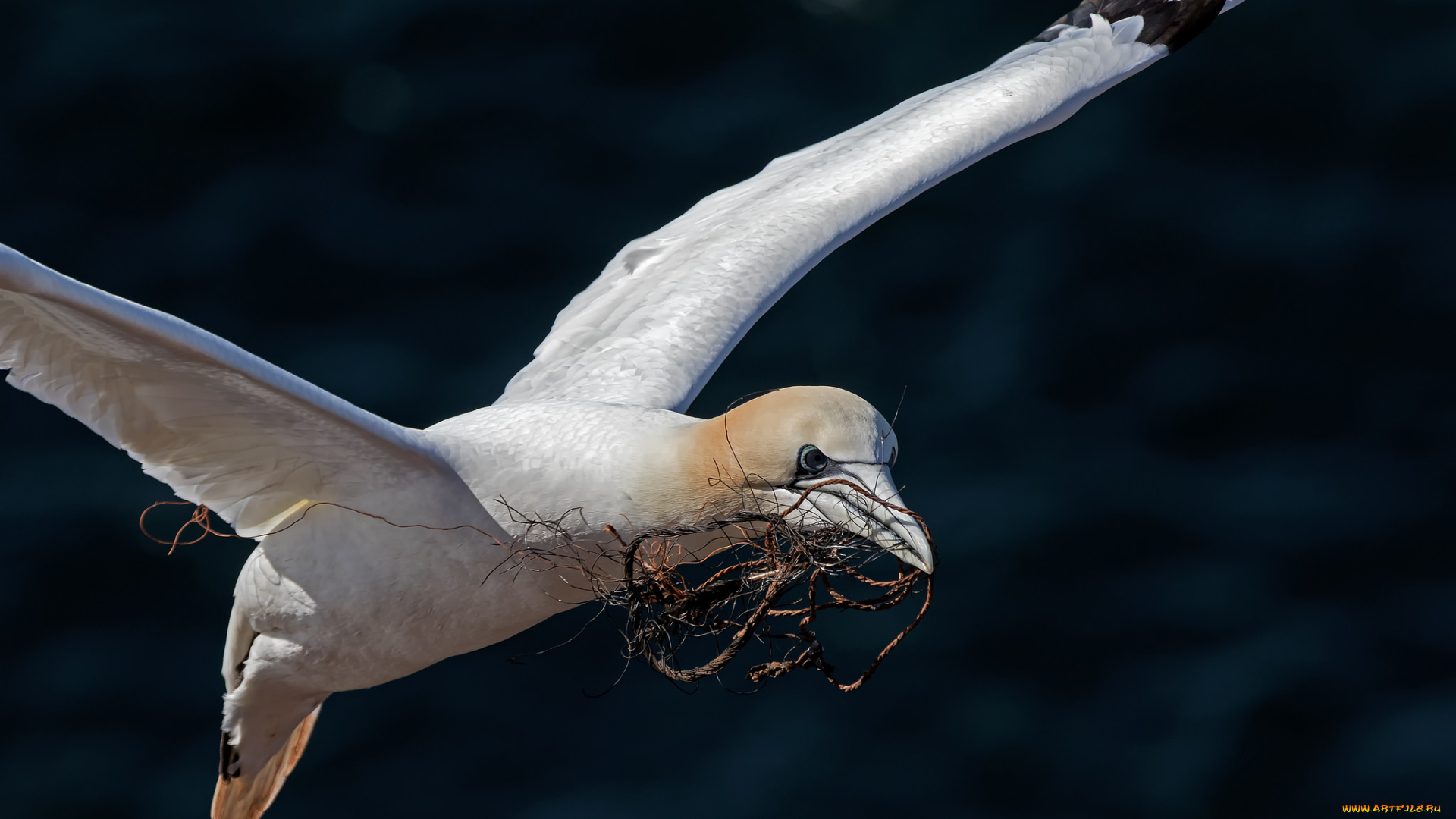 животные, олуши, клюв, белая, птица, северная, олуша