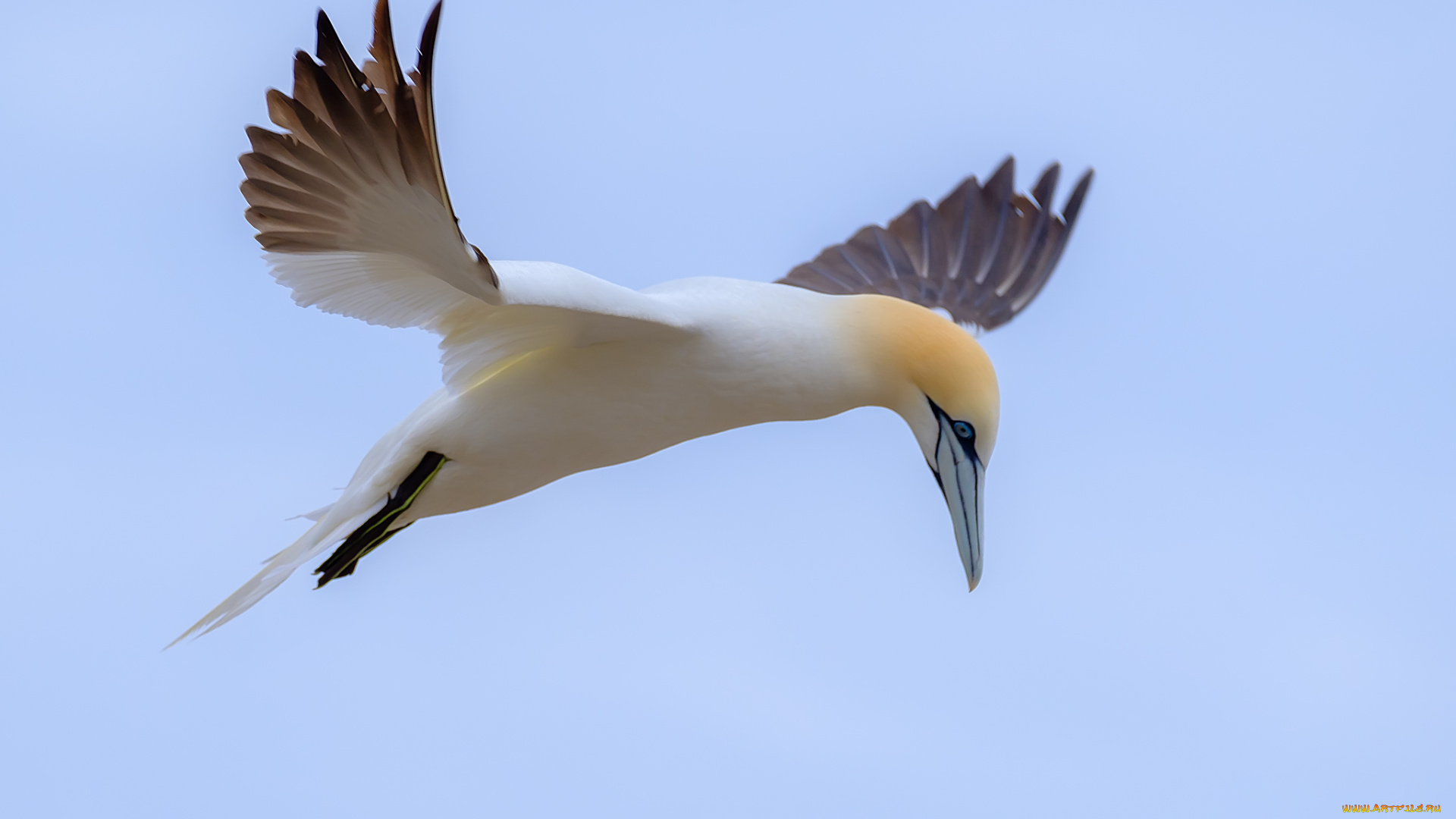 животные, олуши, клюв, лапки, белая, птица, олуша