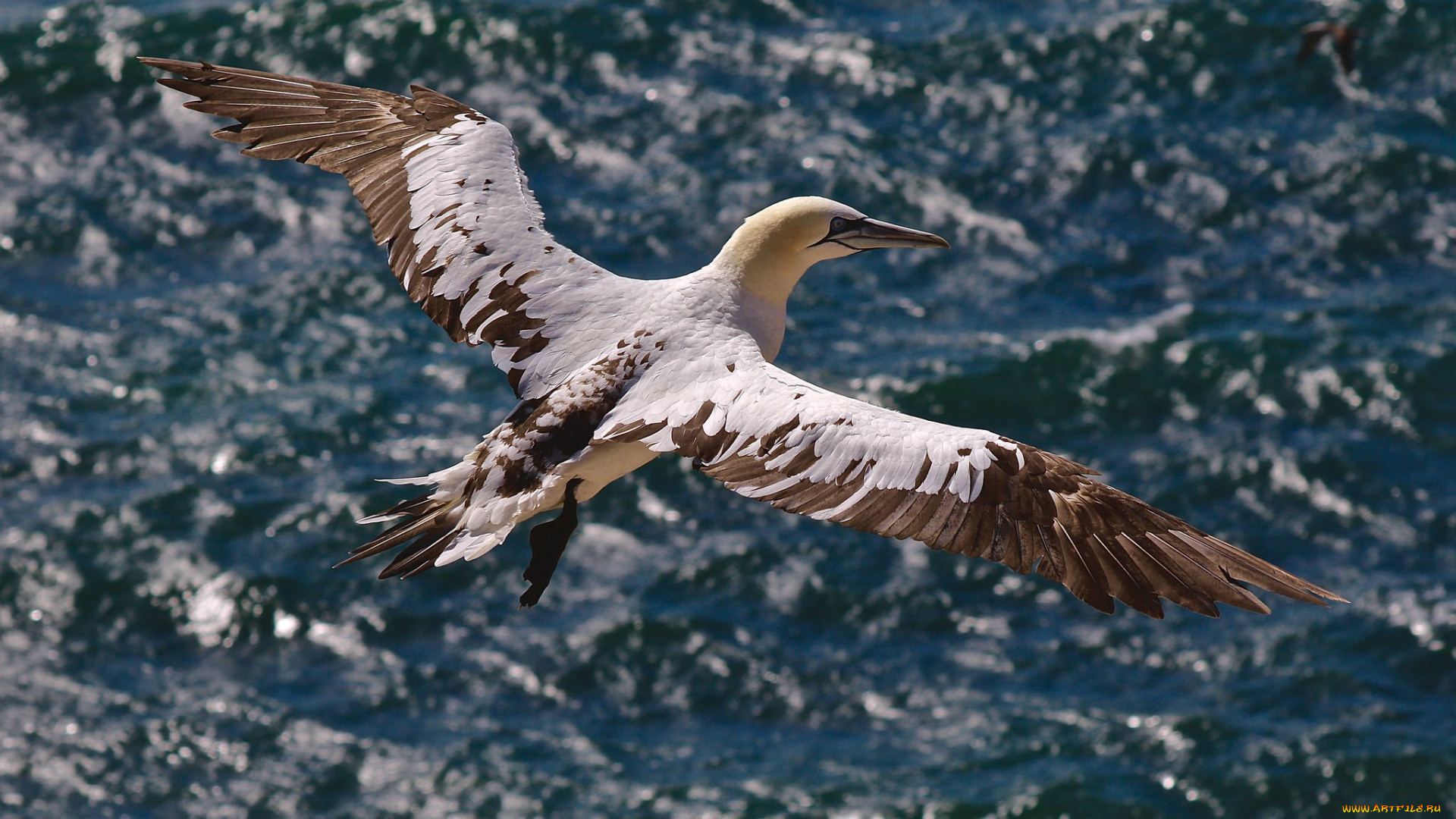 животные, олуши, море, птицы, полёт, олуша