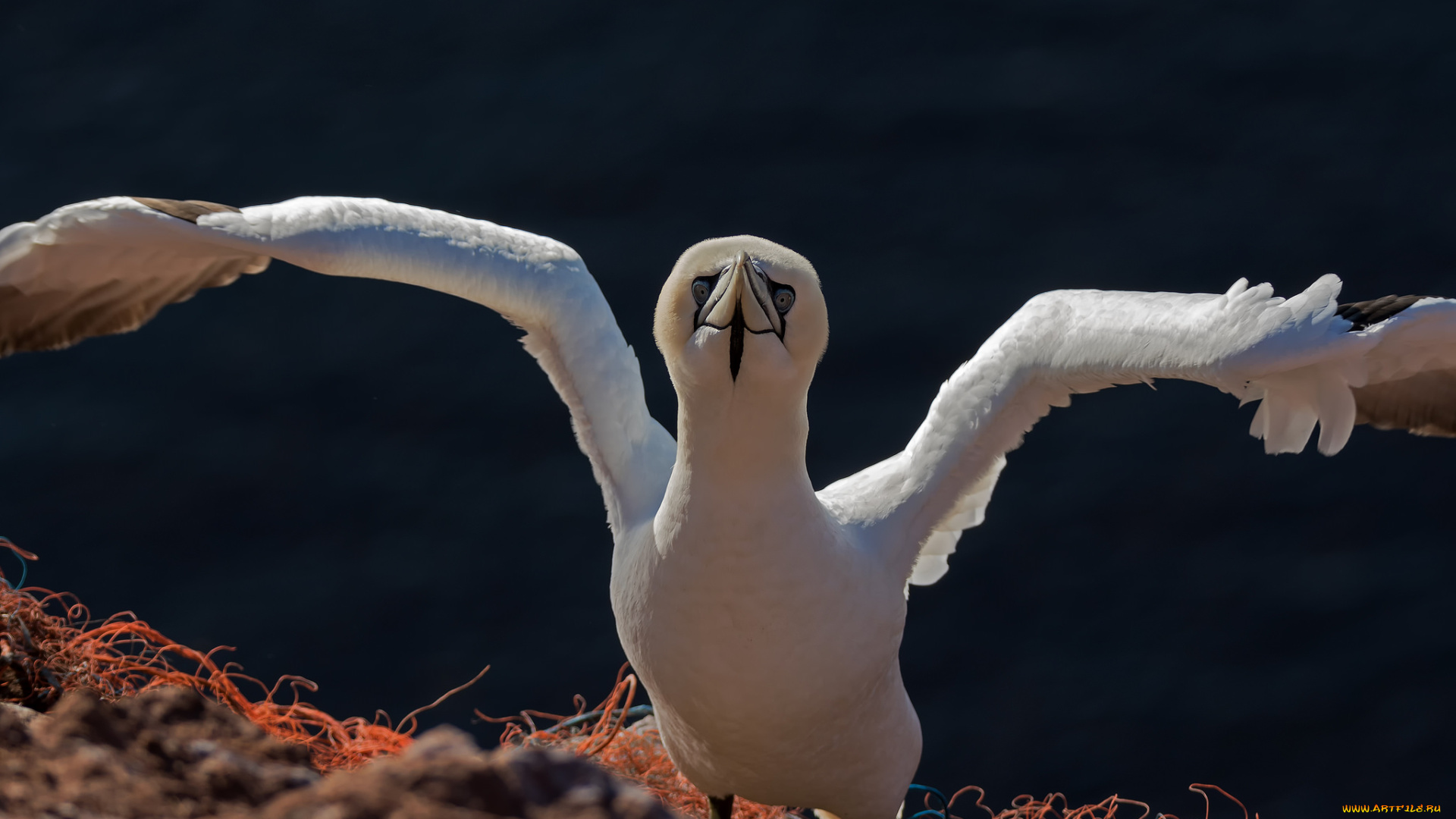 животные, олуши, олуша, птица, клюв, белая