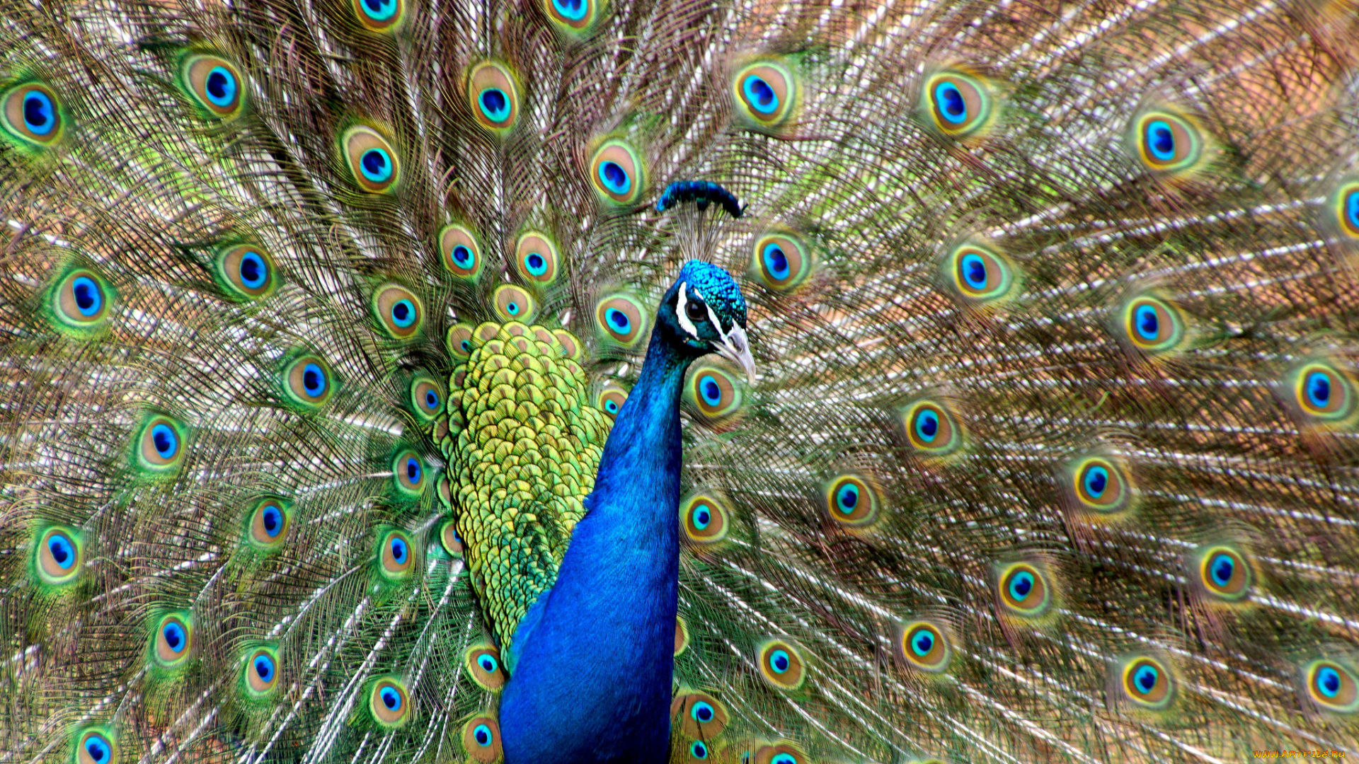 животные, павлины, павлин, птица, хвост, окрас, перья