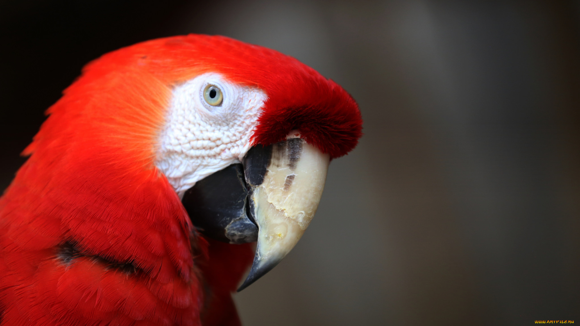 животные, попугаи, попугай, перья, цвет, птица, забавный