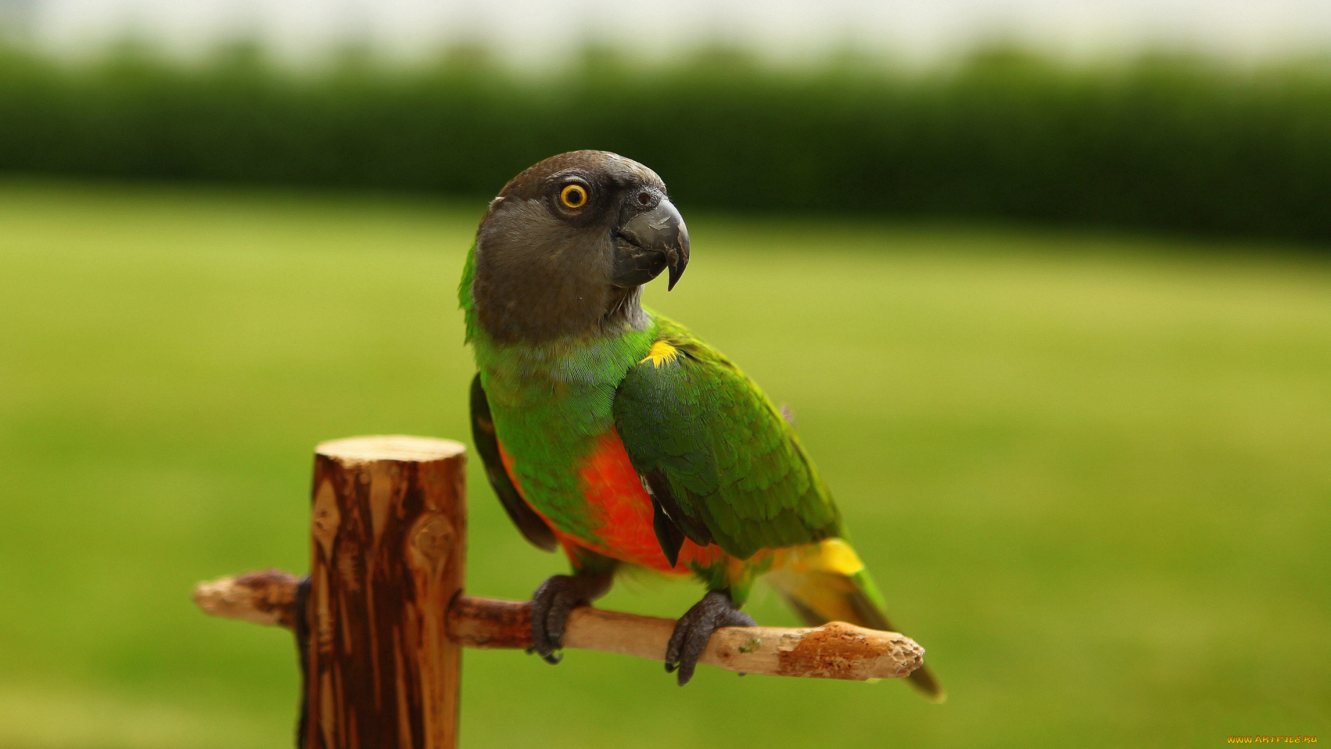 животные, попугаи, яркий, клюв, попугай, жёрдочка