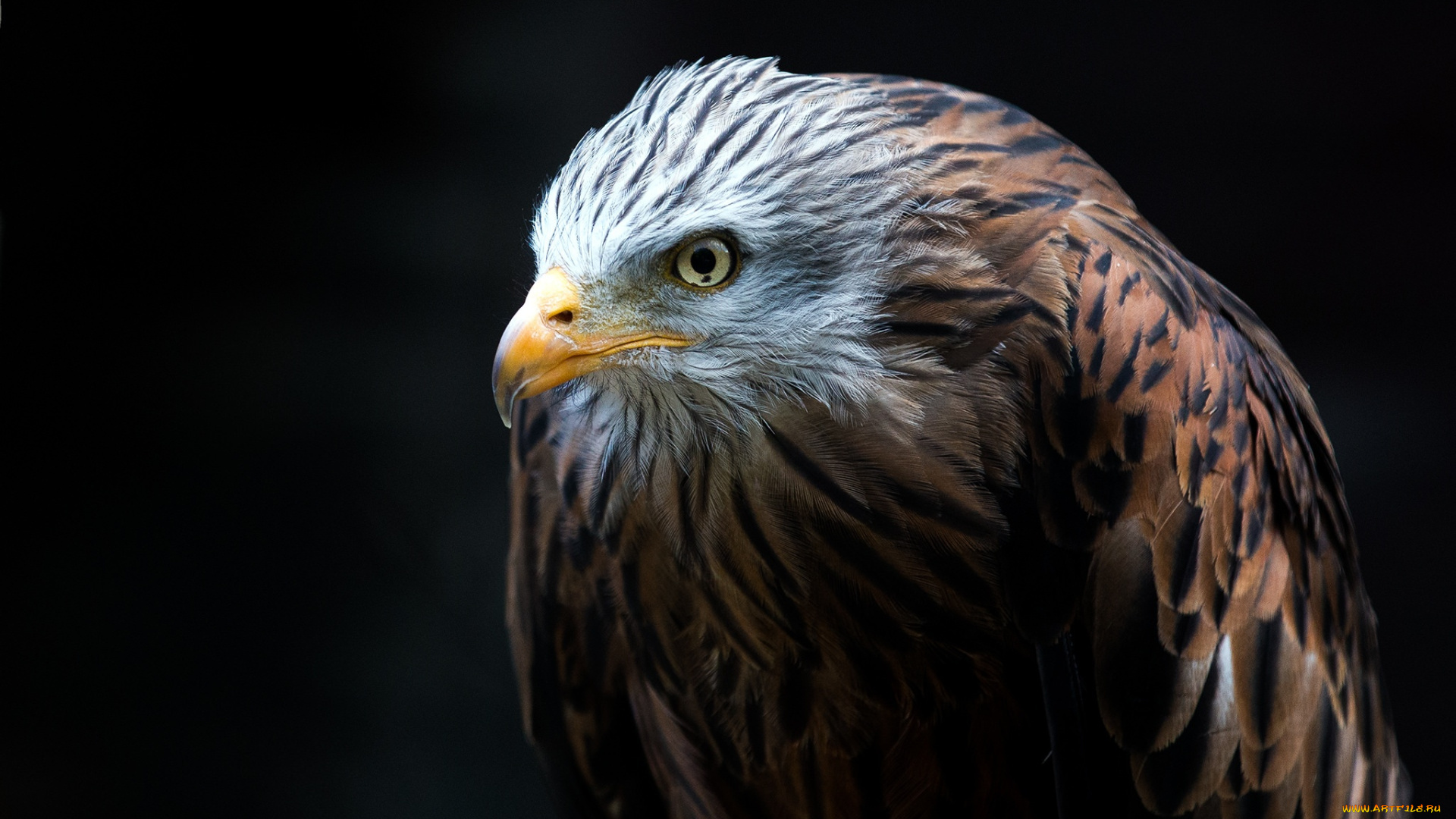 животные, птицы, -, хищники, птица, хищник, клюв, оперение, белоголовый, орлан, hawk