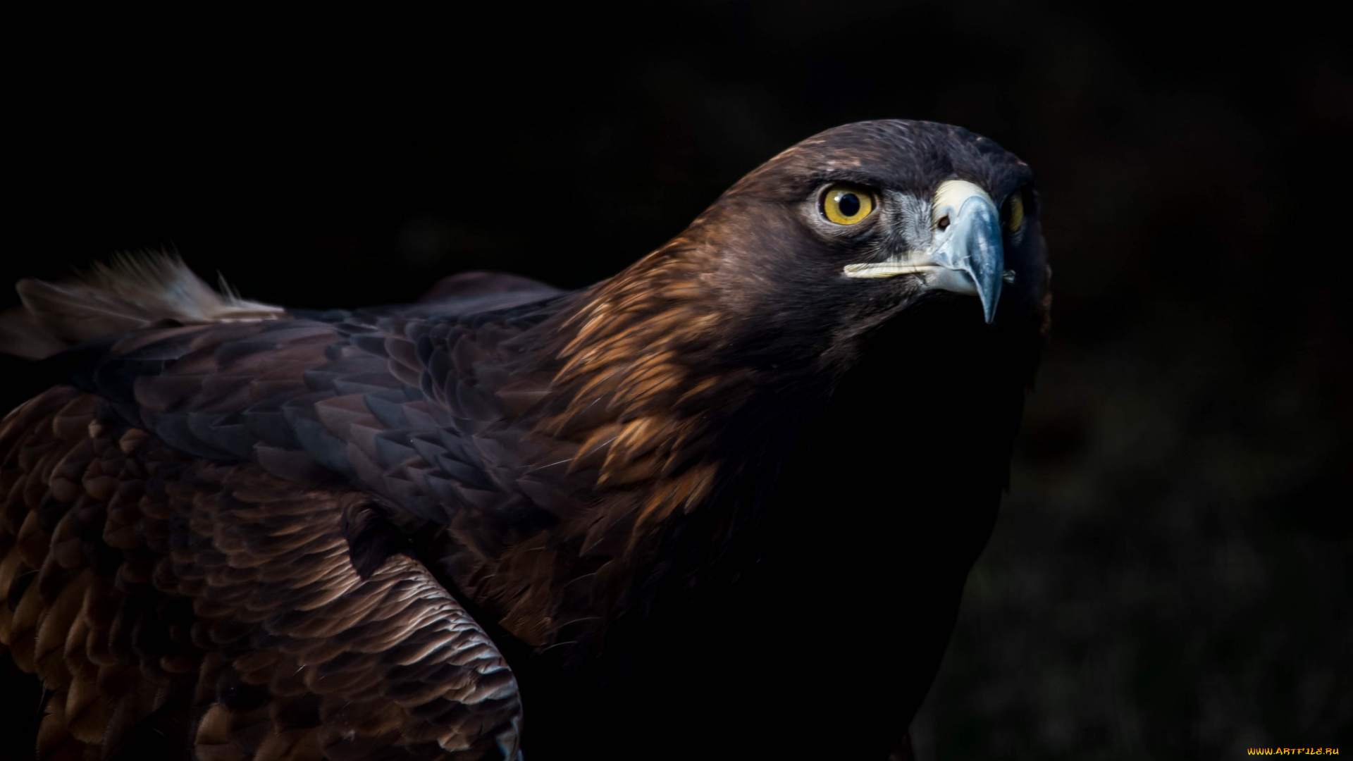 животные, птицы, -, хищники, золотой, орёл, тёмный, фон, оперение, беркут, клюв, хищник, птицы, взгляд