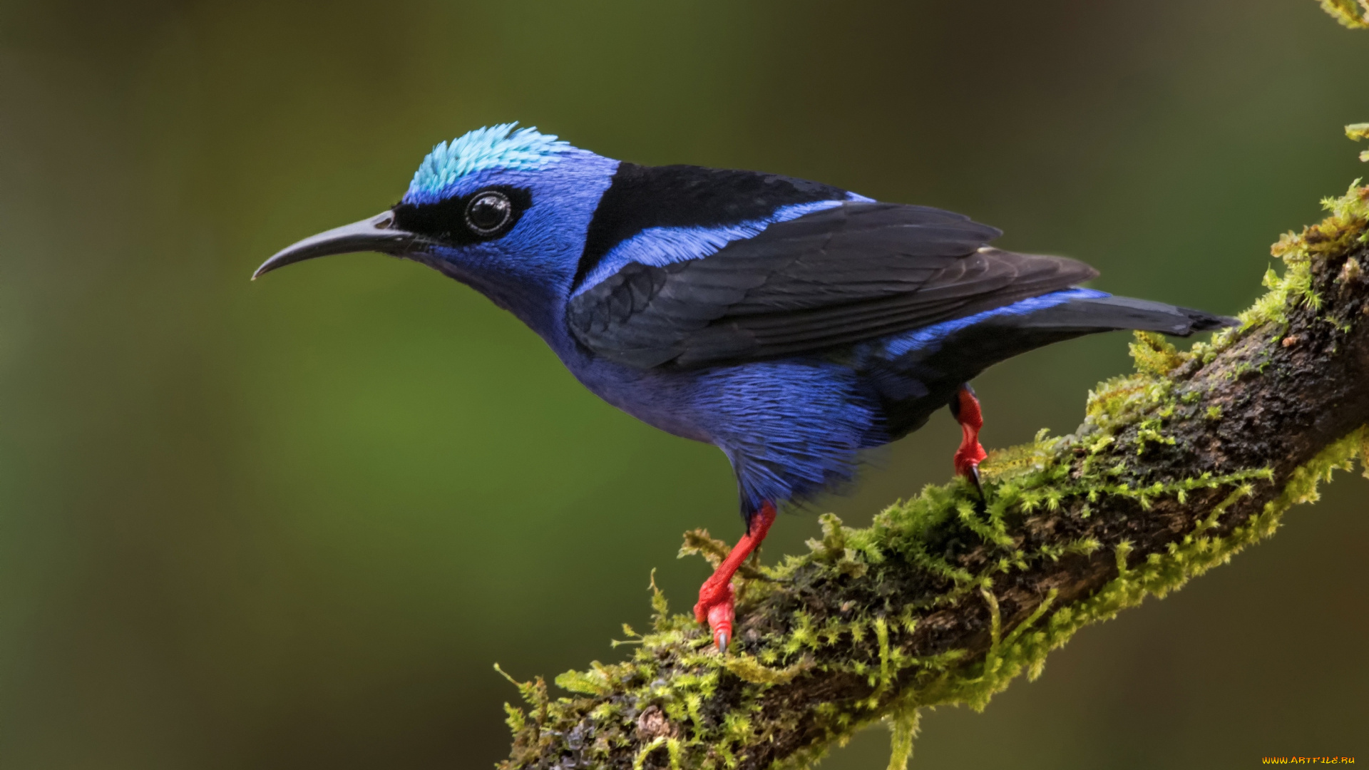 животные, птицы, бирюзовая, танагра-медосос, танагровые