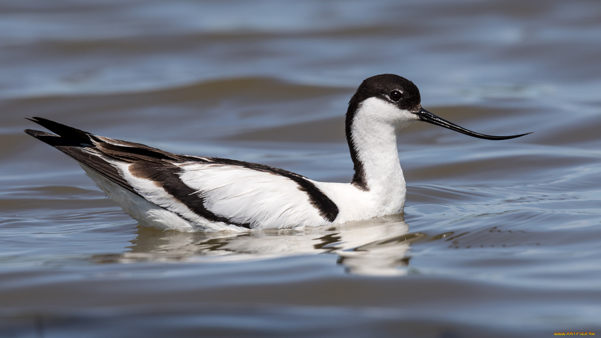 животные, птицы, птица, окрас, перья, клюв