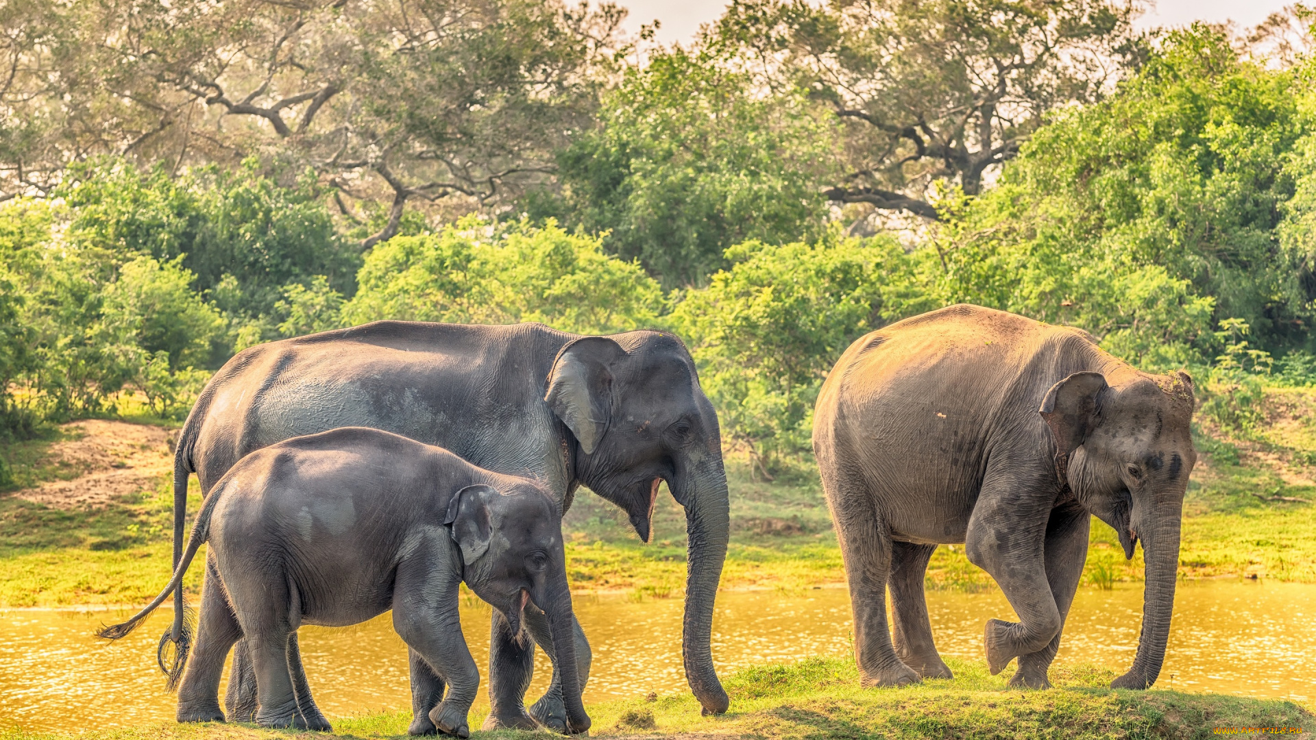 животные, слоны, детёныш, семья