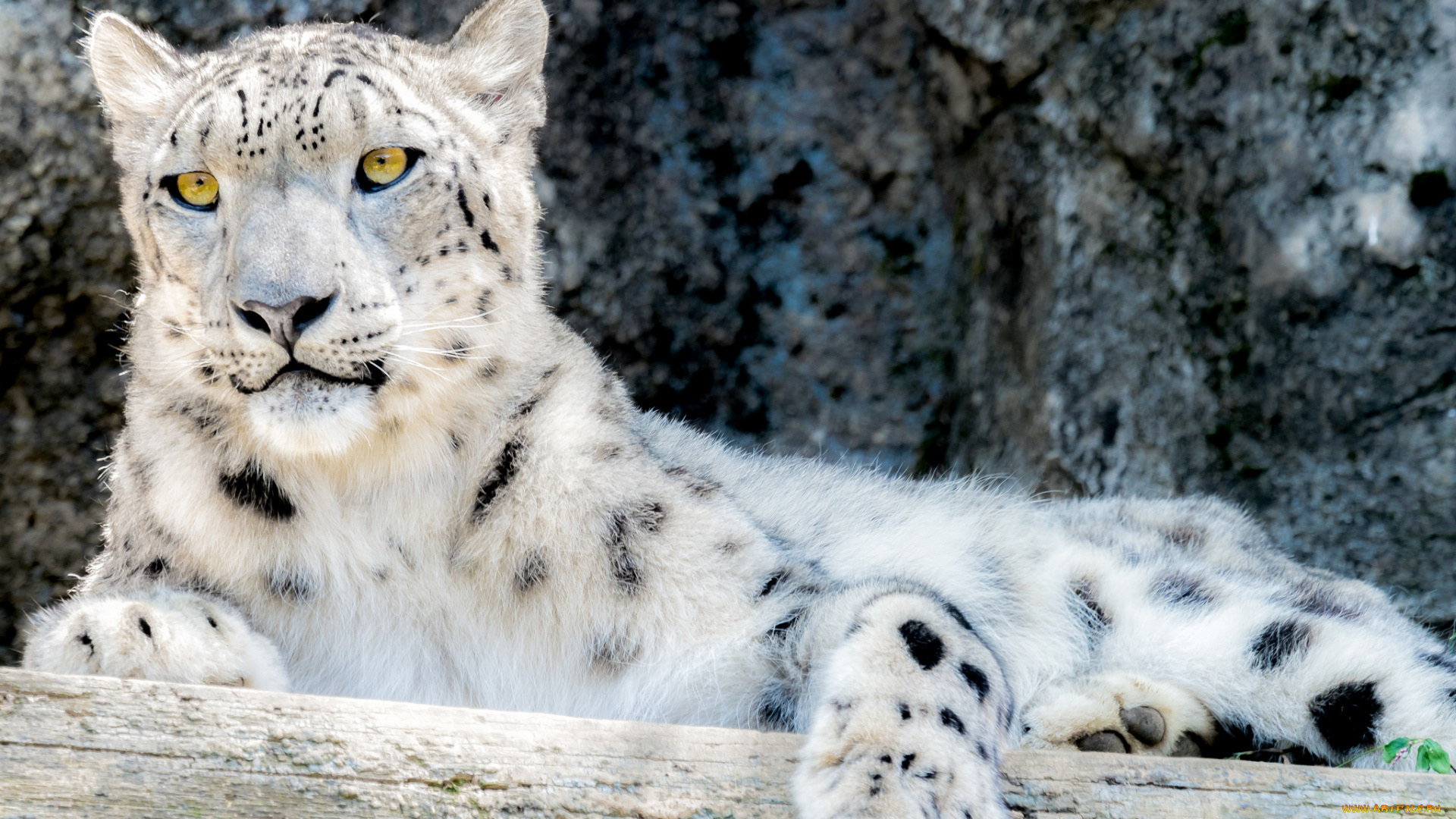 животные, снежный, барс, , ирбис, снежный, барс, кошка, взгляд, камни