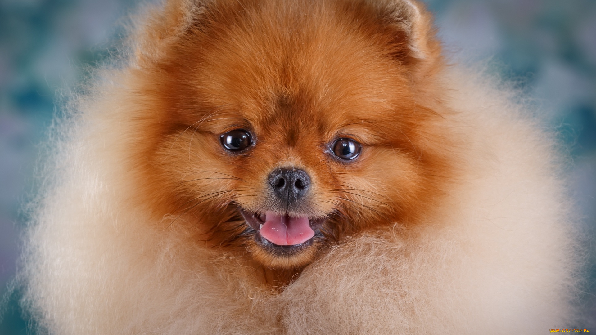 животные, собаки, морда