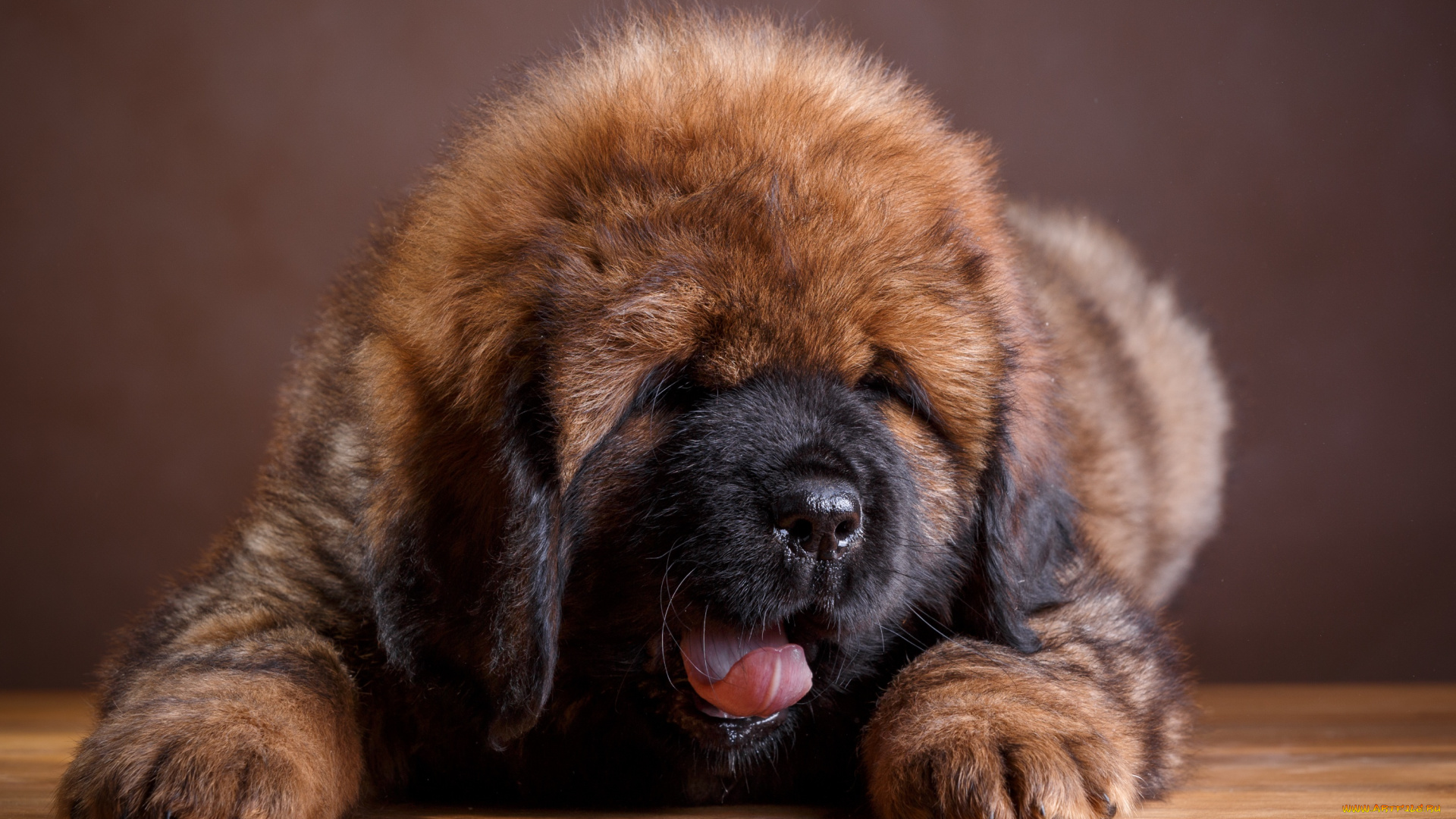 животные, собаки, тибетский, мастиф, лохматый, щенок, язык