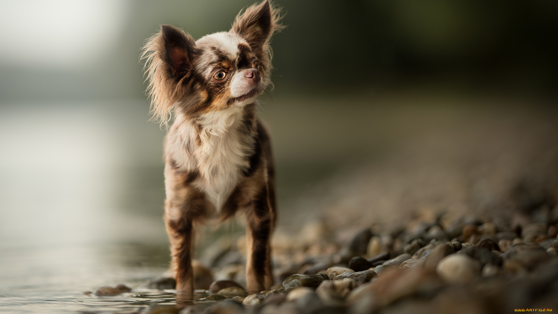 животные, собаки, животное, порода, шерсть, окрас, собака