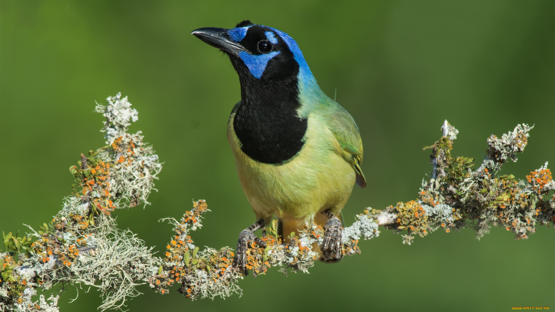животные, сойки, птицы, ветка, сойка, перуанская, разноцветная