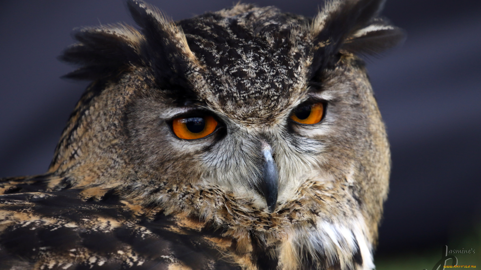 животные, совы, сова, птица, перья, окрас