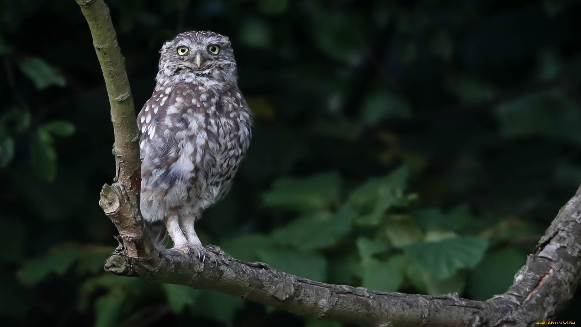 животные, совы, сова, забавная, птица, перья