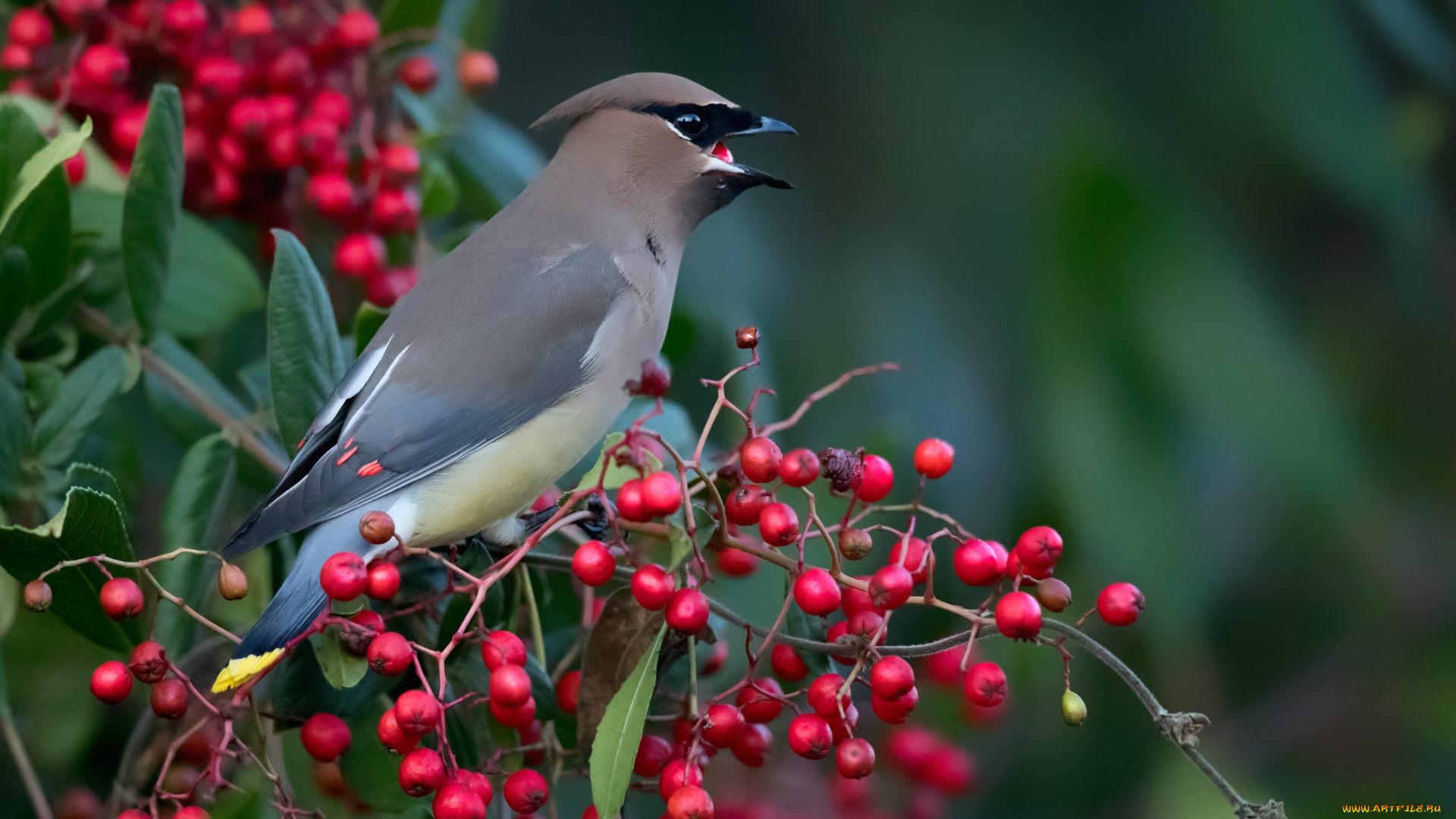 животные, свиристели, ветка, ягоды, птицы, кедровый, свиристель