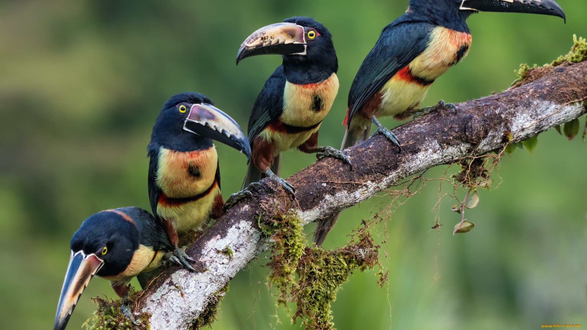 животные, туканы, семейка, квартет, птицы, арасари, ошейниковый