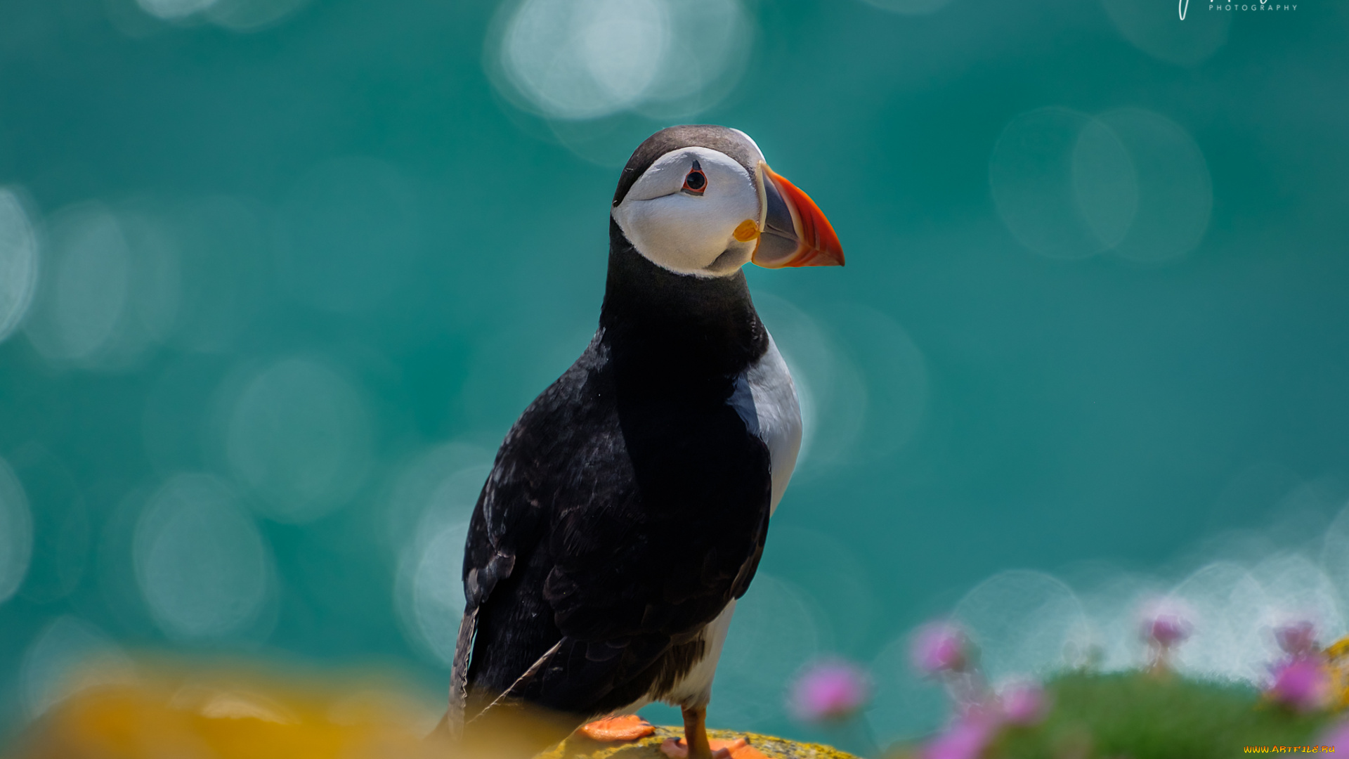 животные, тупики, окрас, перья, птица, тупик