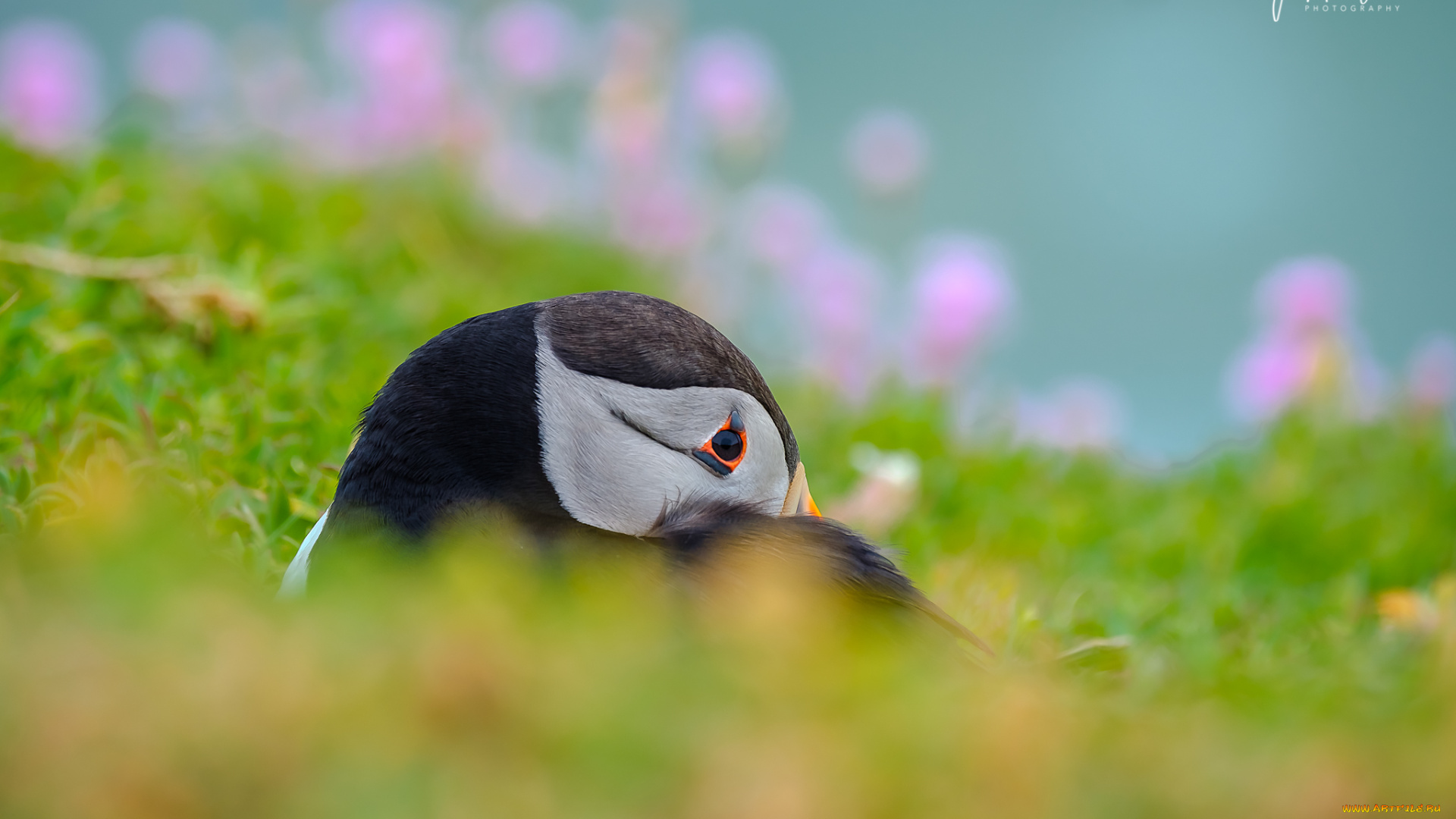 животные, тупики, окрас, птица, тупик, перья