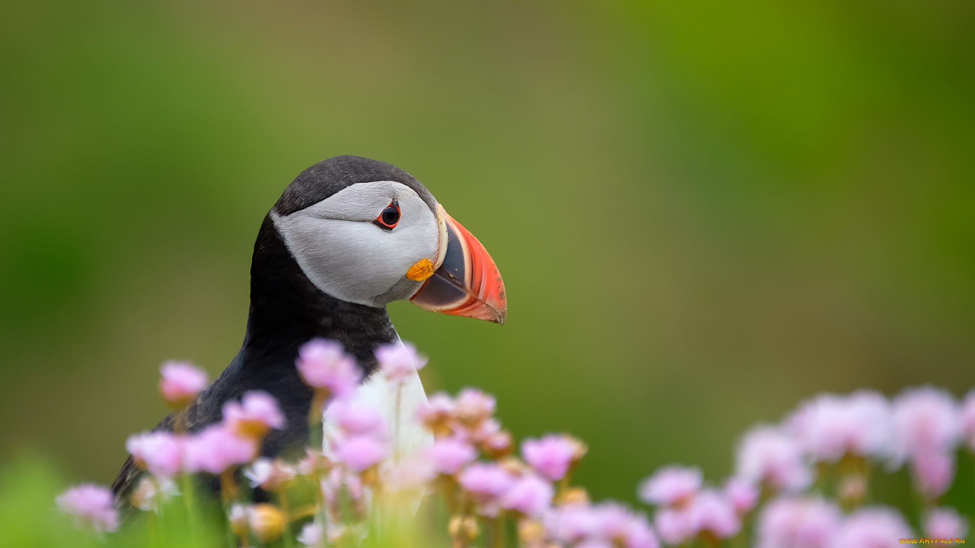 животные, тупики, птица, окрас, перья, тупик