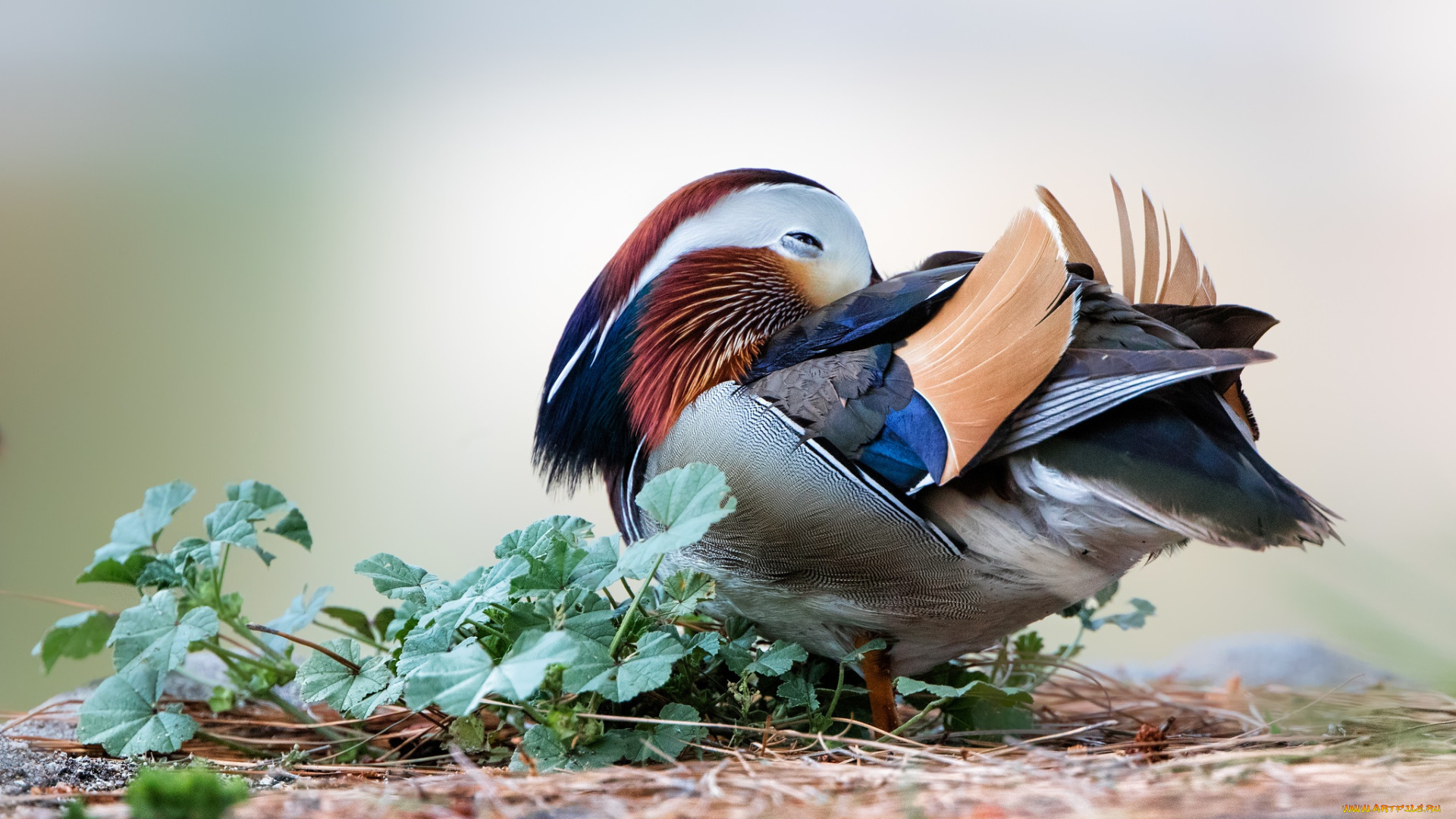 животные, утки, утка-мандаринка, мандаринка, утка, окрас, птицы