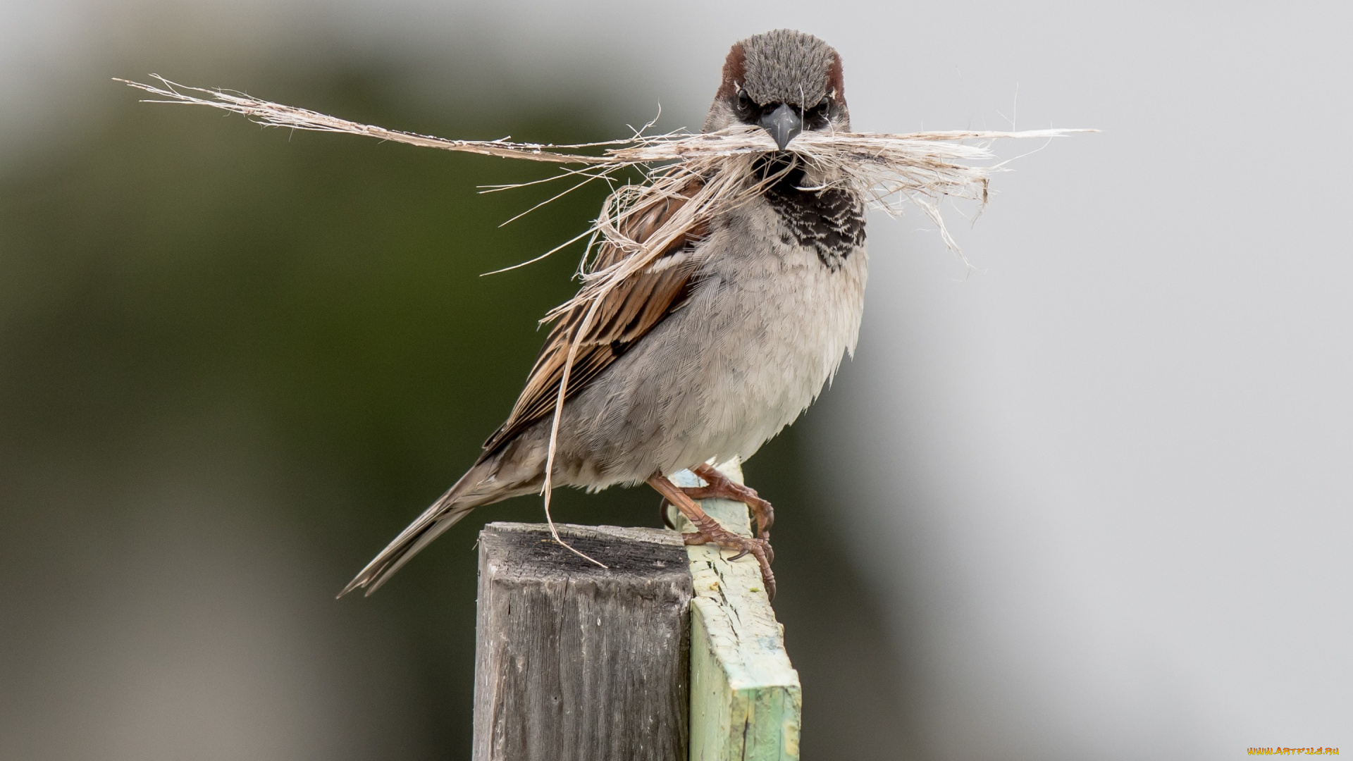 животные, воробьи, крупный, план, воробей, птичка