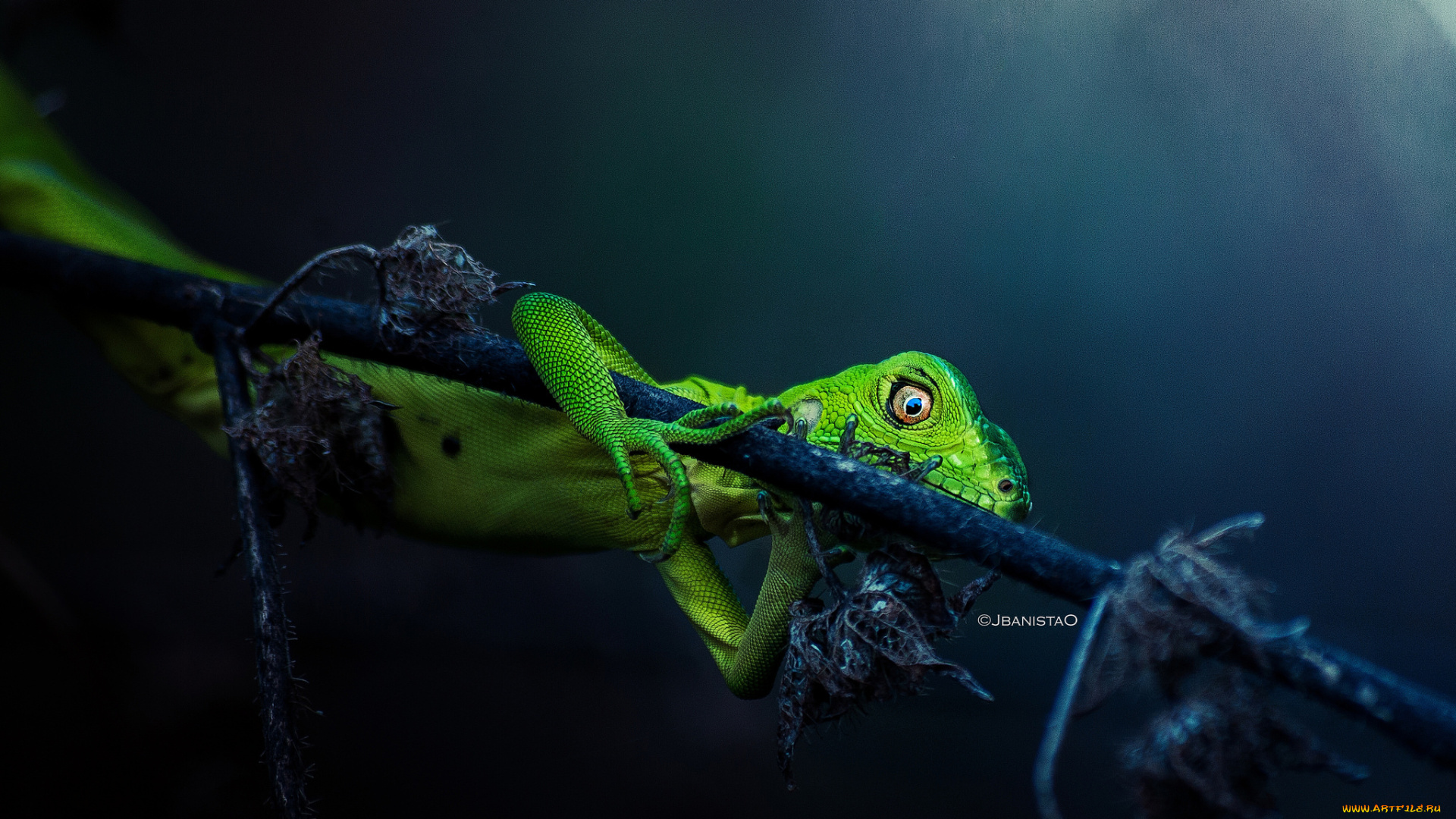 животные, Ящерицы, , игуаны, , вараны, зеленая, ящерица, листья, ветка