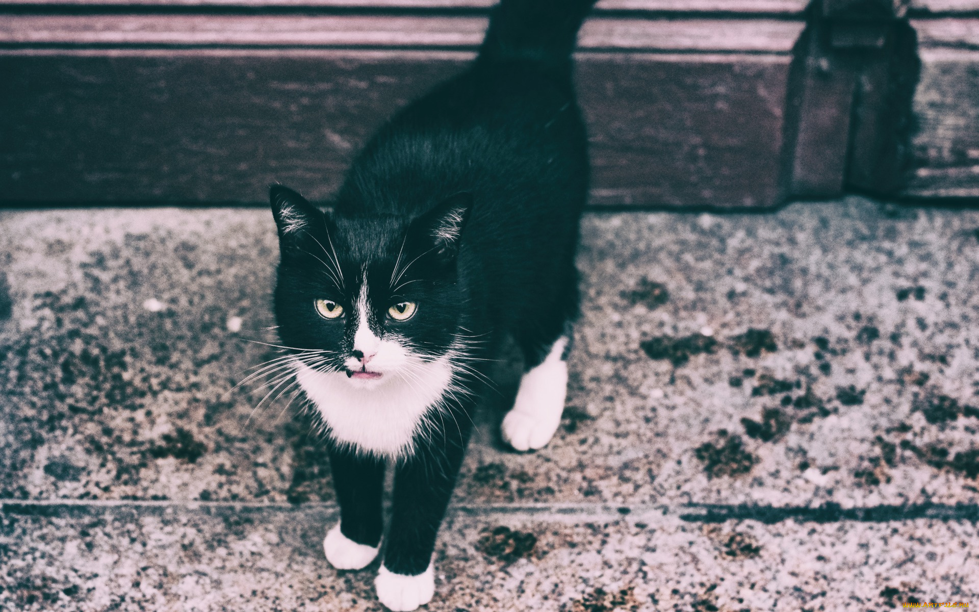 животные, коты, черно-белое, фото