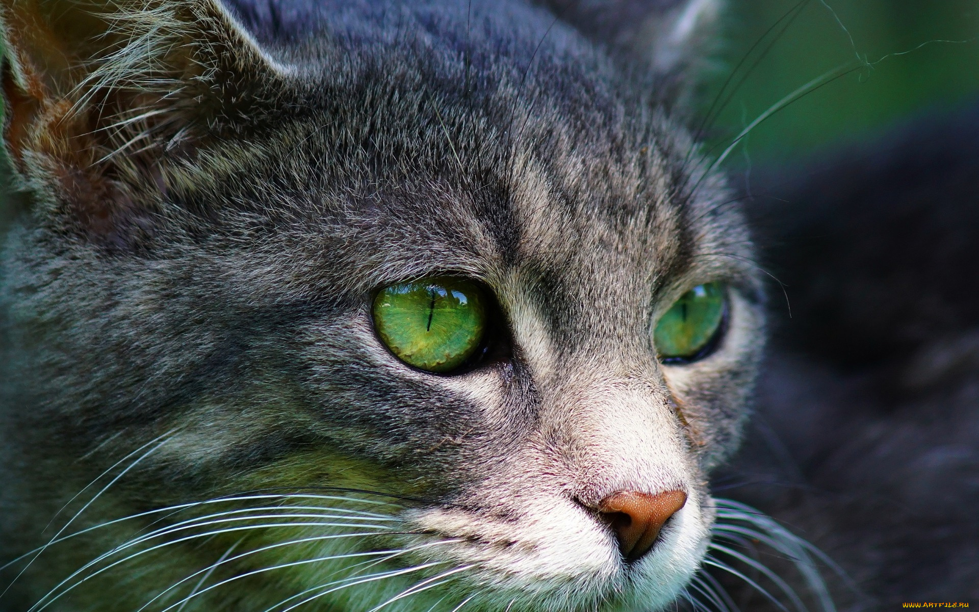 животные, коты, морда