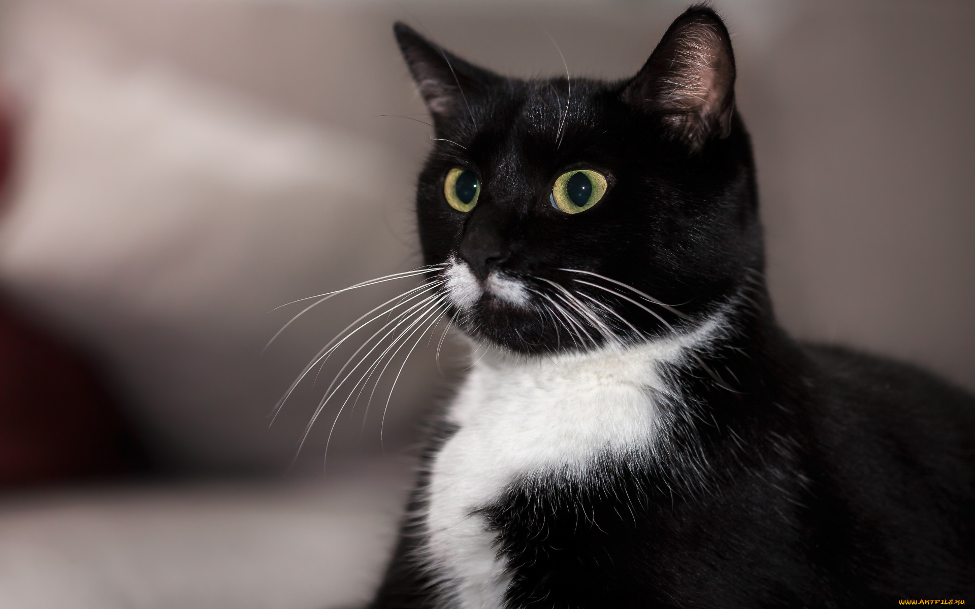 животные, коты, морда