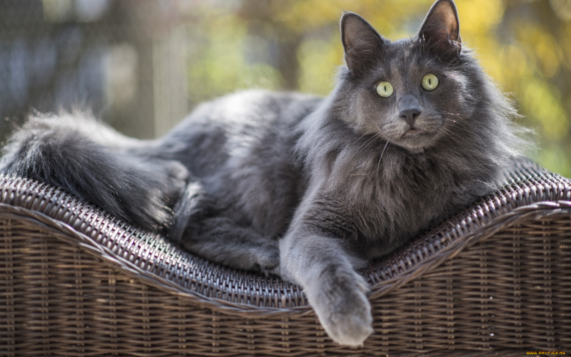 животные, коты, профиль